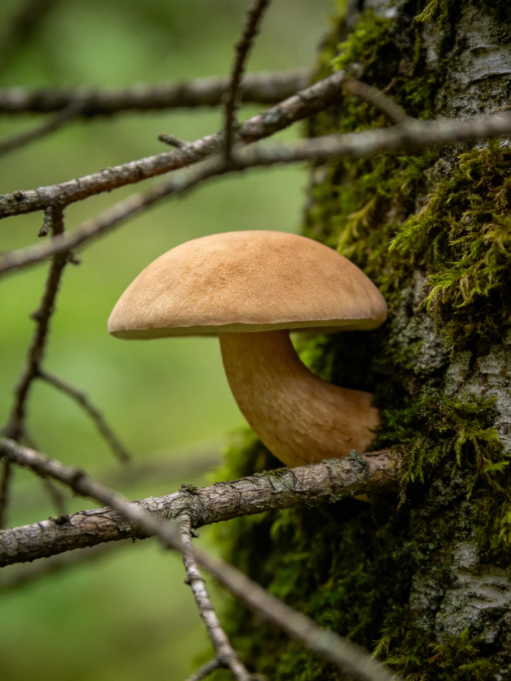A brown-capped bolete mushroom grows on a mossy tree trunk