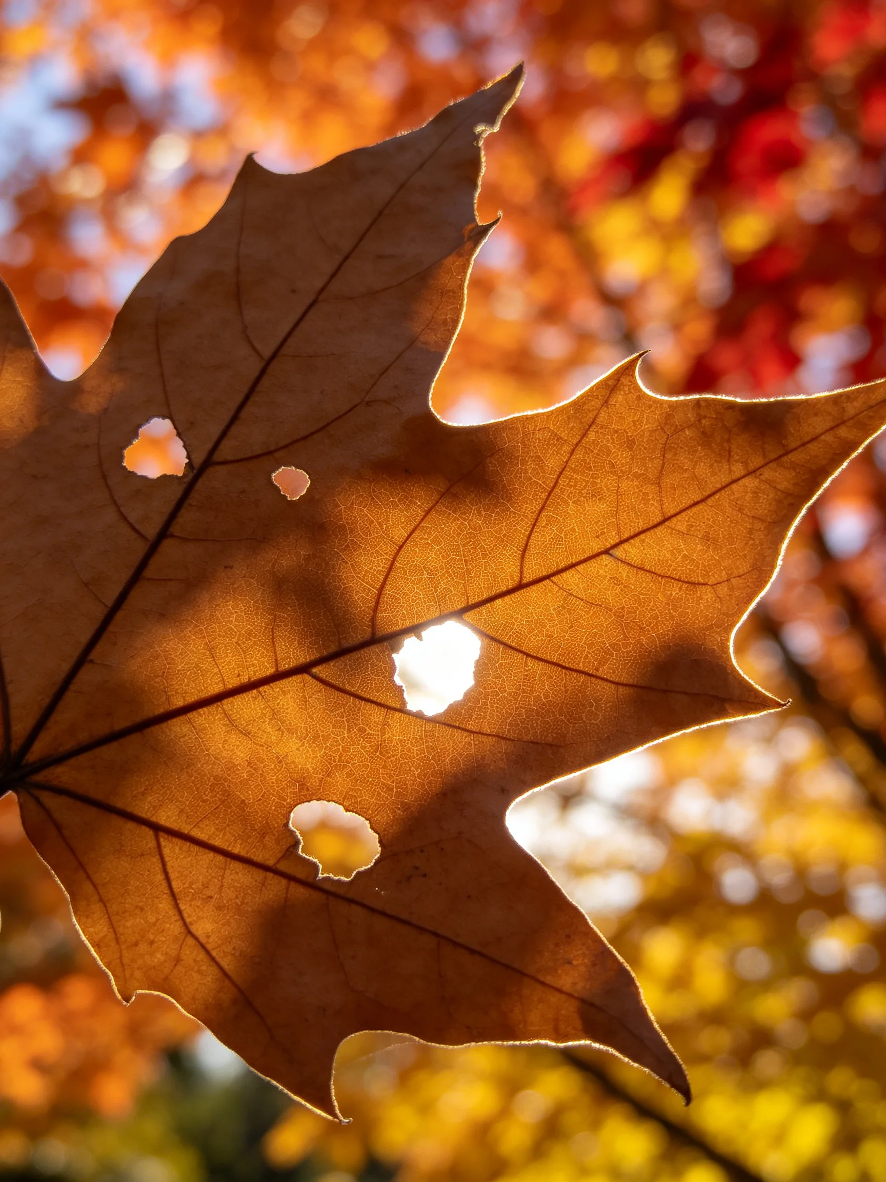 A brown maple leaf with holes amidst vibrant autumn-colored trees