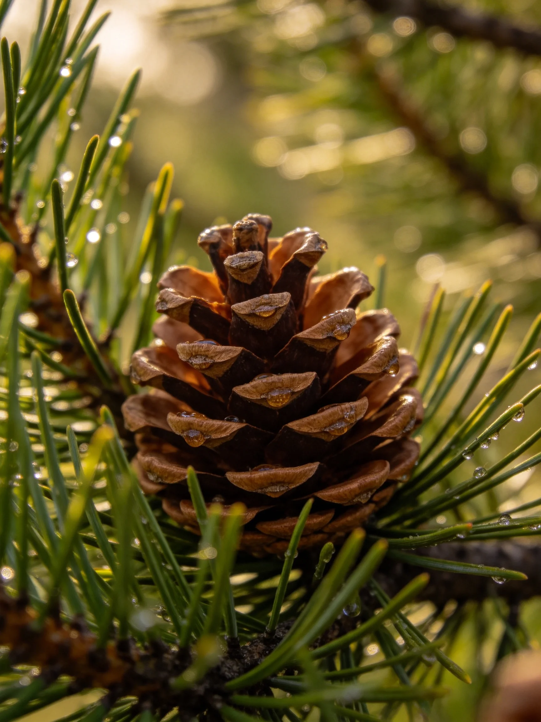 A brown pine cone with green needles and water droplets under warm light
