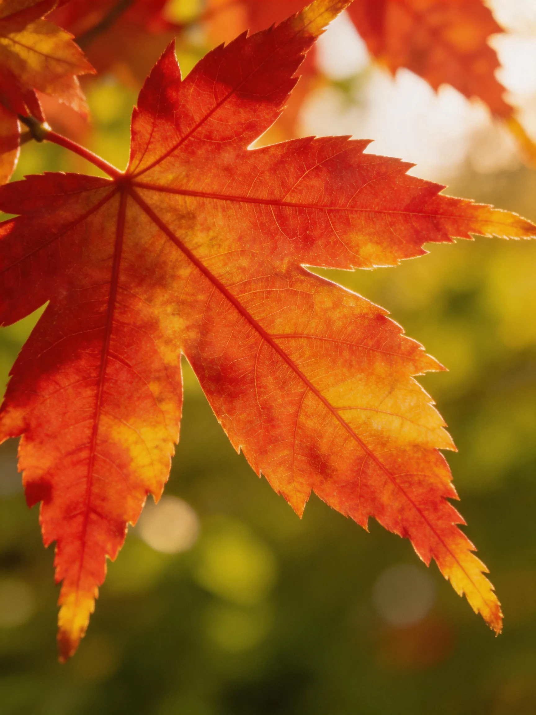 A close - up of a maple leaf with red and yellow autumn colors, against blurred greenery.