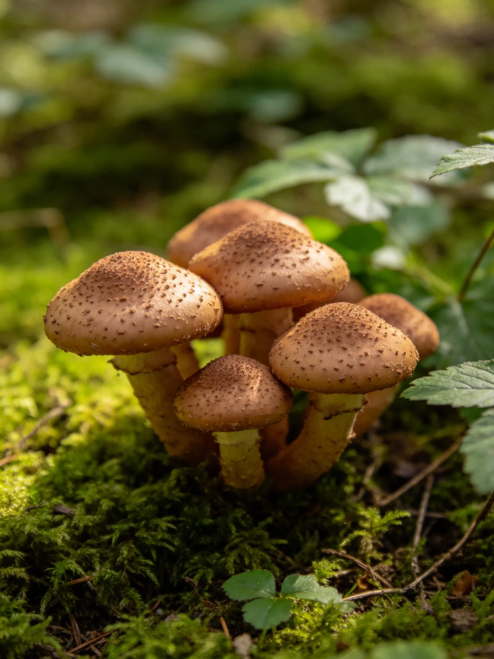 A cluster of brown-capped mushrooms amid lush green moss