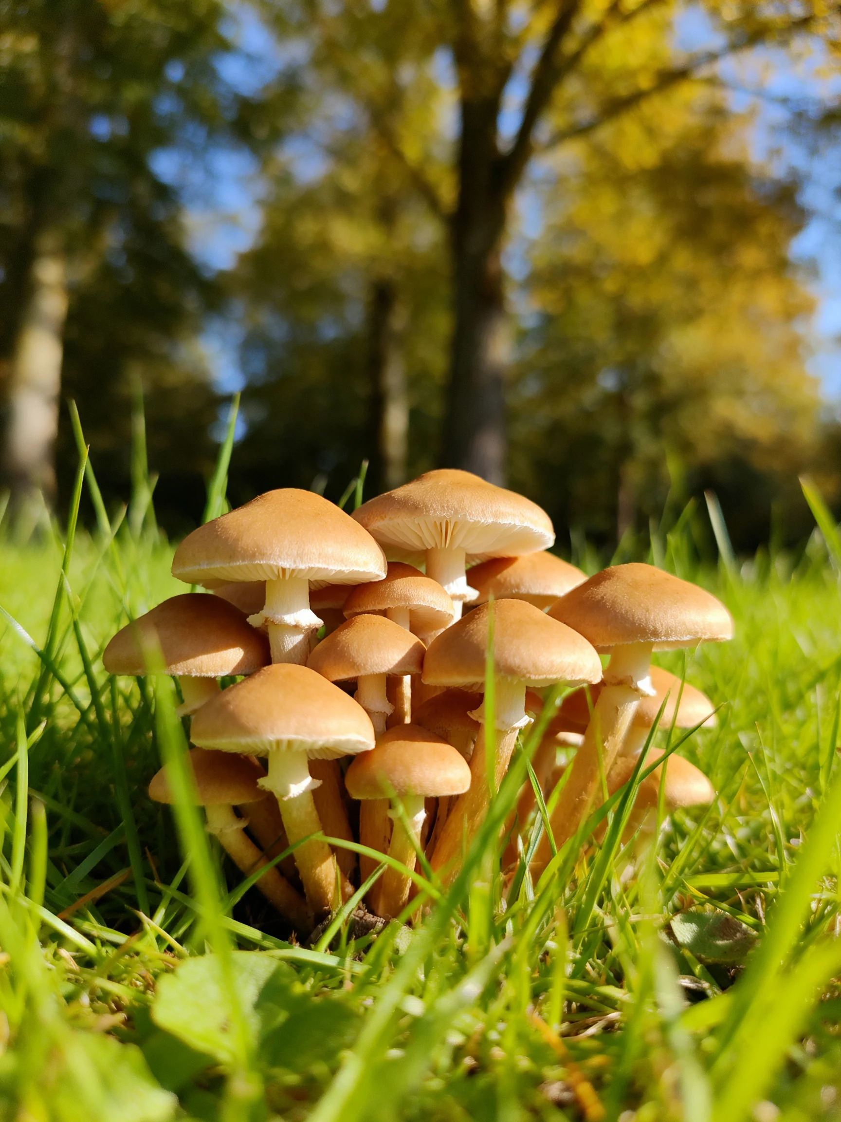 A cluster of brown-capped mushrooms grows amid lush green grass in a sunlit forest