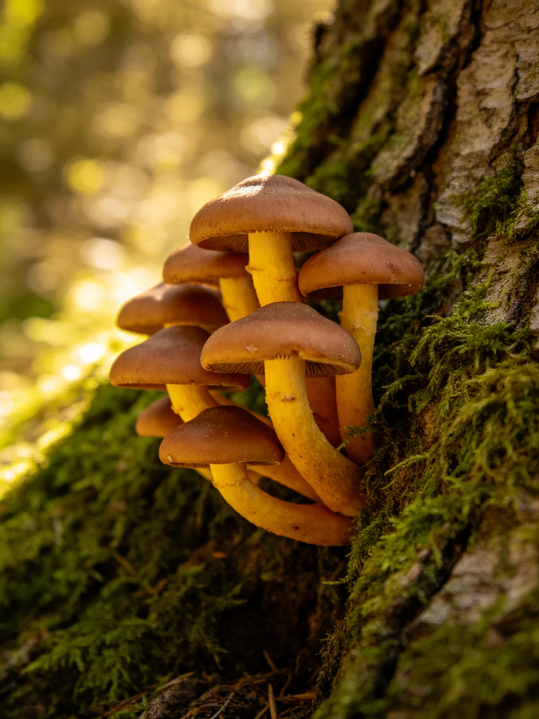 A cluster of brown-capped yellow-stemmed mushrooms grows on a moss-covered tree trunk
