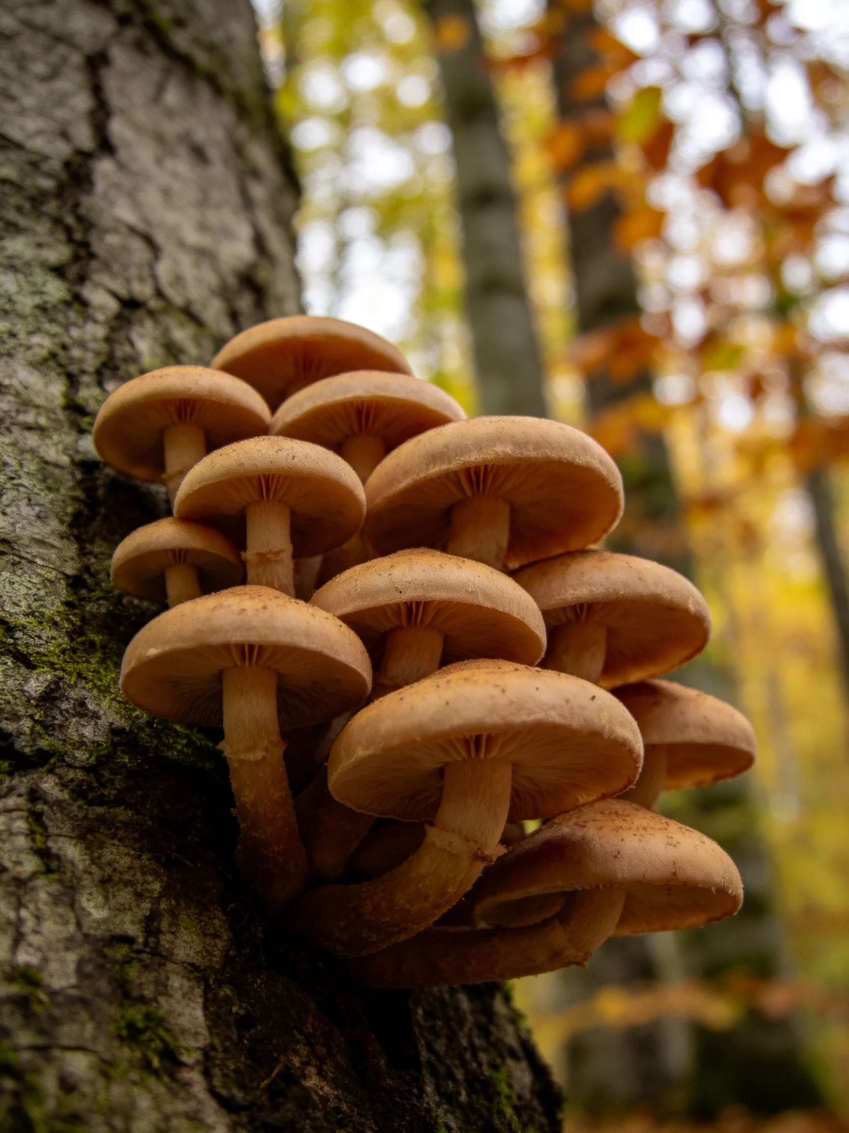 A cluster of brown mushrooms grows densely on a tree trunk in an autumn forest