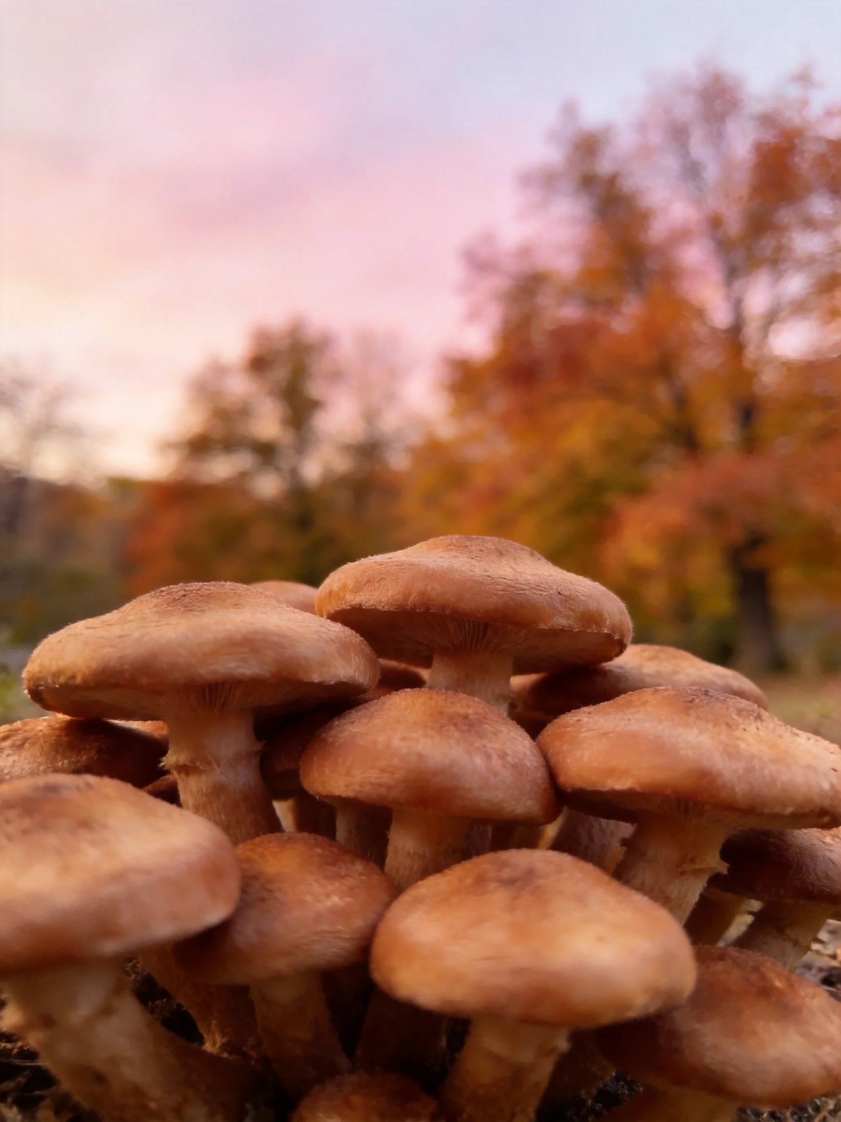 A cluster of earthy-brown mushrooms near colorful autumn trees