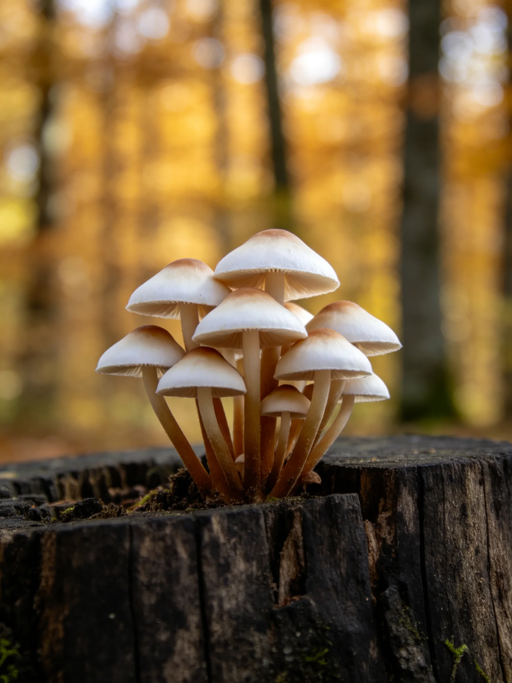 A cluster of white-capped mushrooms grows from a weathered wooden stump in an autumn forest