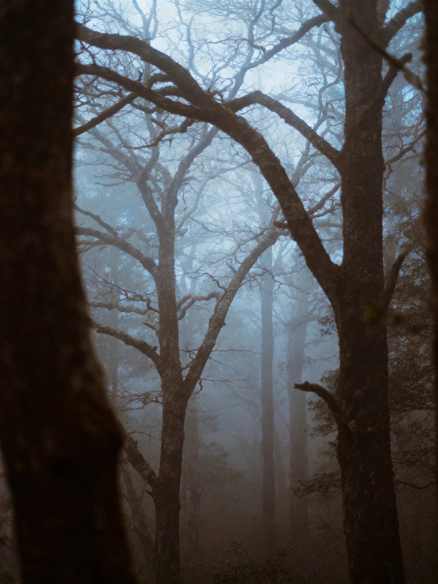 A foggy forest with tall, bare, twisting trees