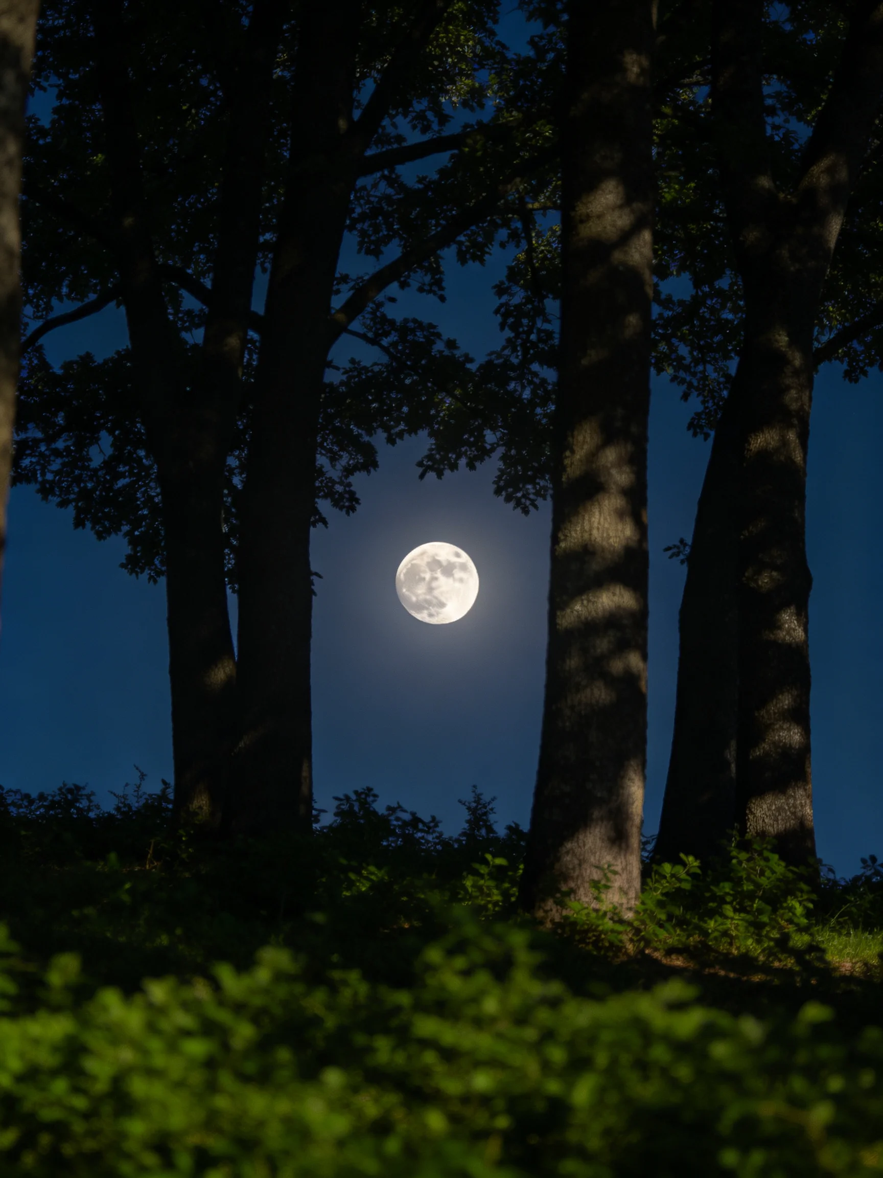 A full moon glows behind towering trees with lush greenery