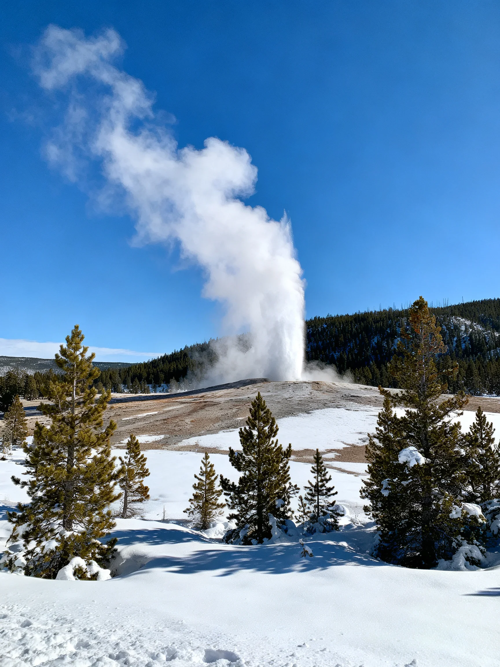A geyser erupts in a snowy landscape with evergreen trees