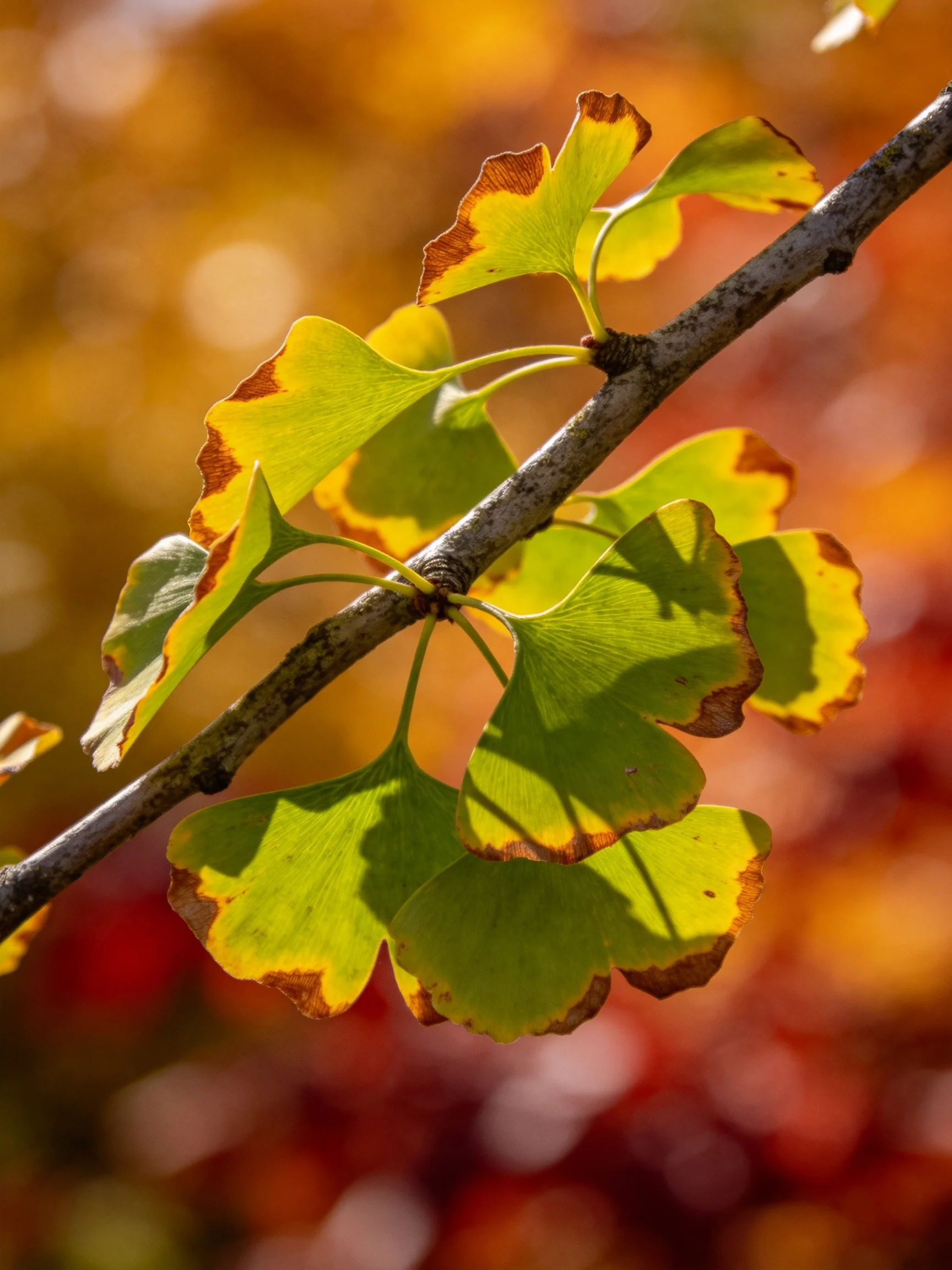 A ginkgo branch with green and amber leaves amidst warm autumnal bokeh
