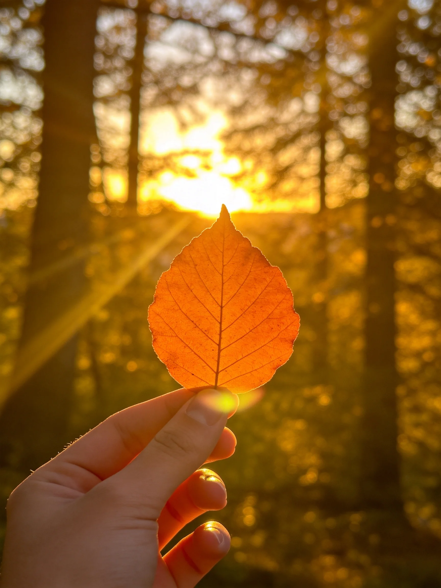 A golden leaf held against a sunlit forest backdrop