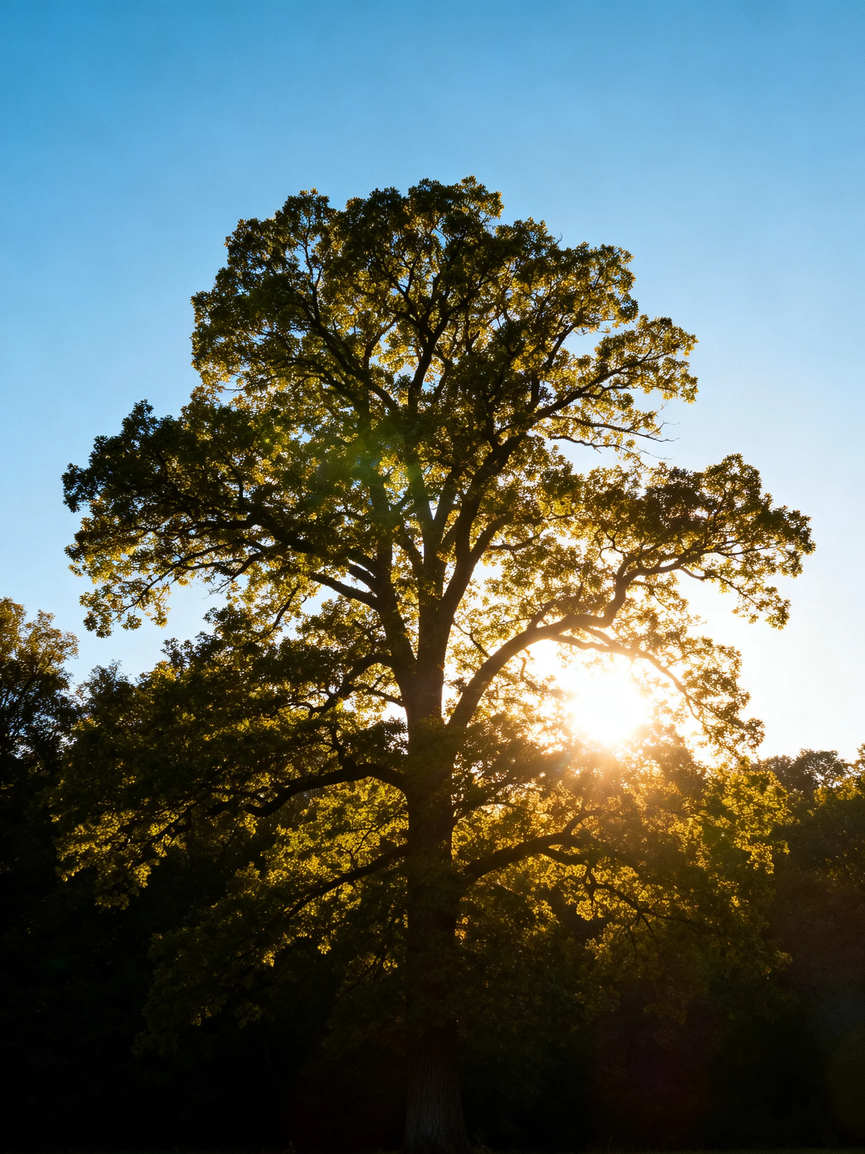 A grand oak tree backlit by sunlight under a clear blue sky