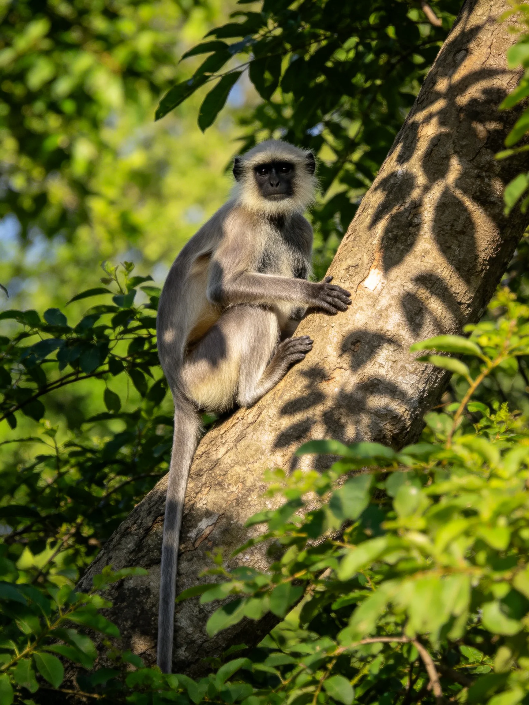 A gray langur perches on a brown tree trunk amid lush green foliage