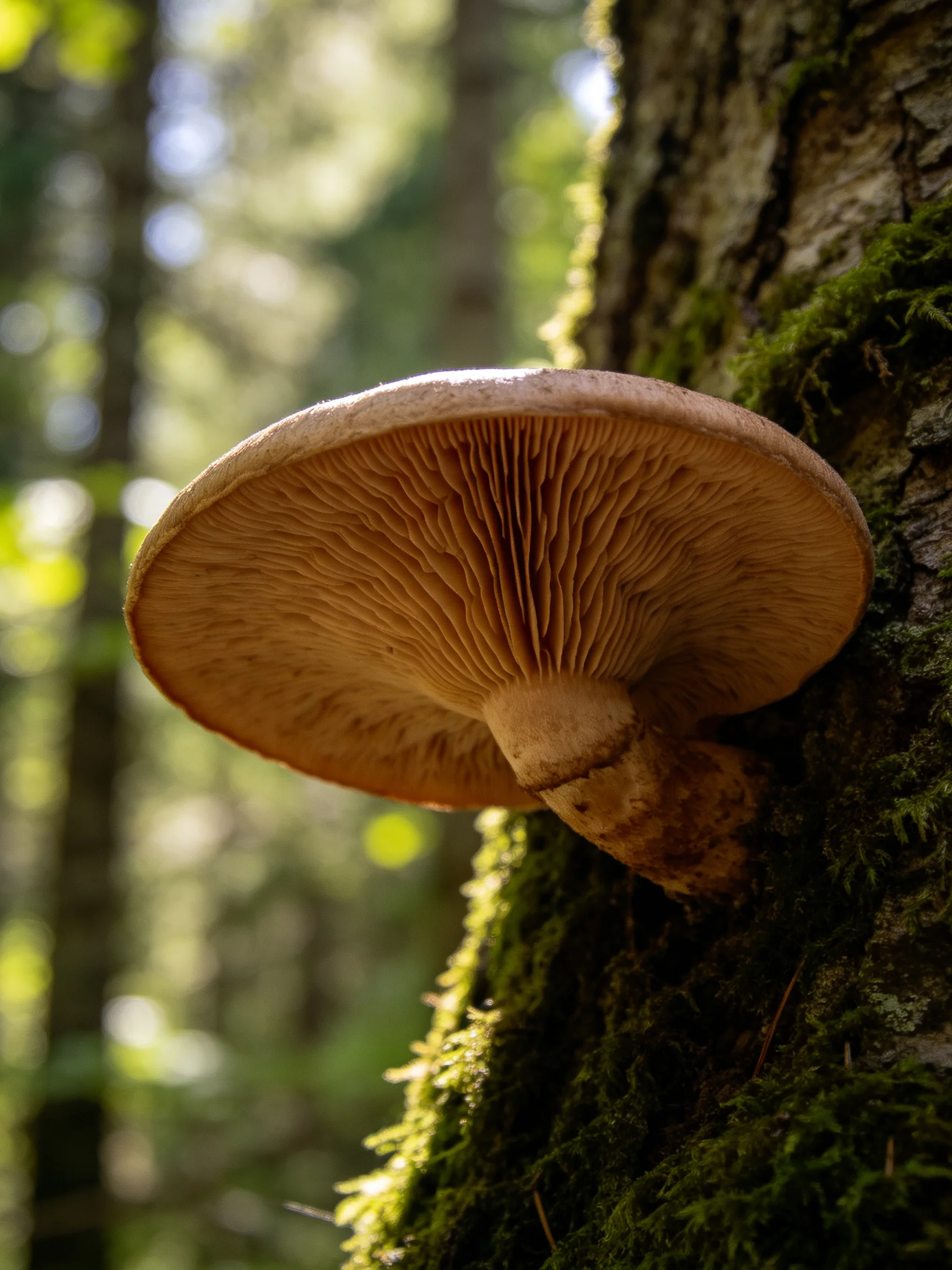 A large brown mushroom grows from a moss-covered tree trunk