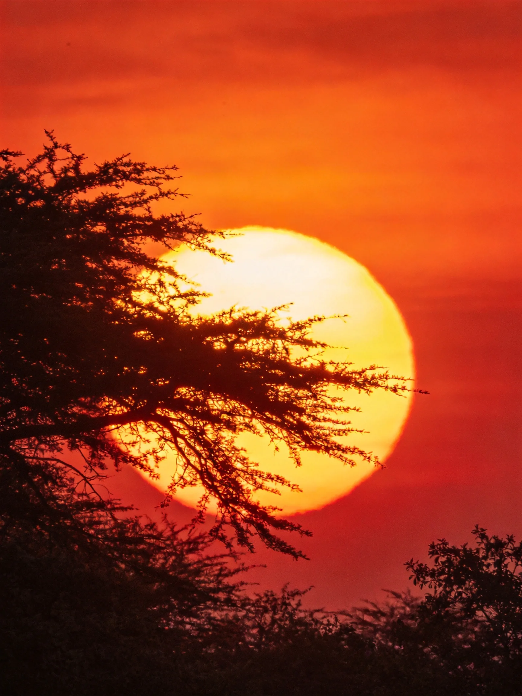 A large sun sets behind dark tree branches in an orange sky
