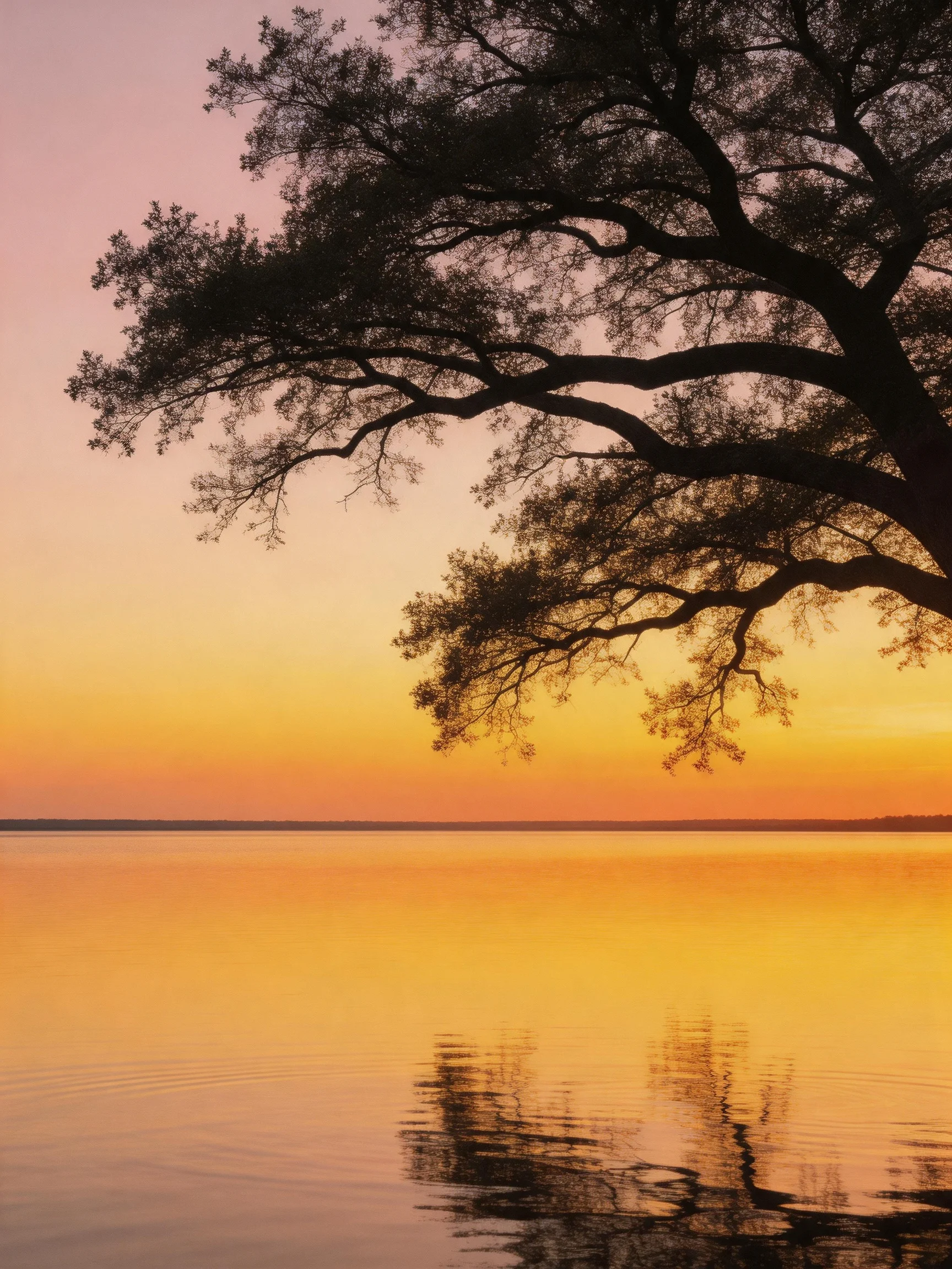 A large tree silhouetted against a vibrant sunset over calm waters