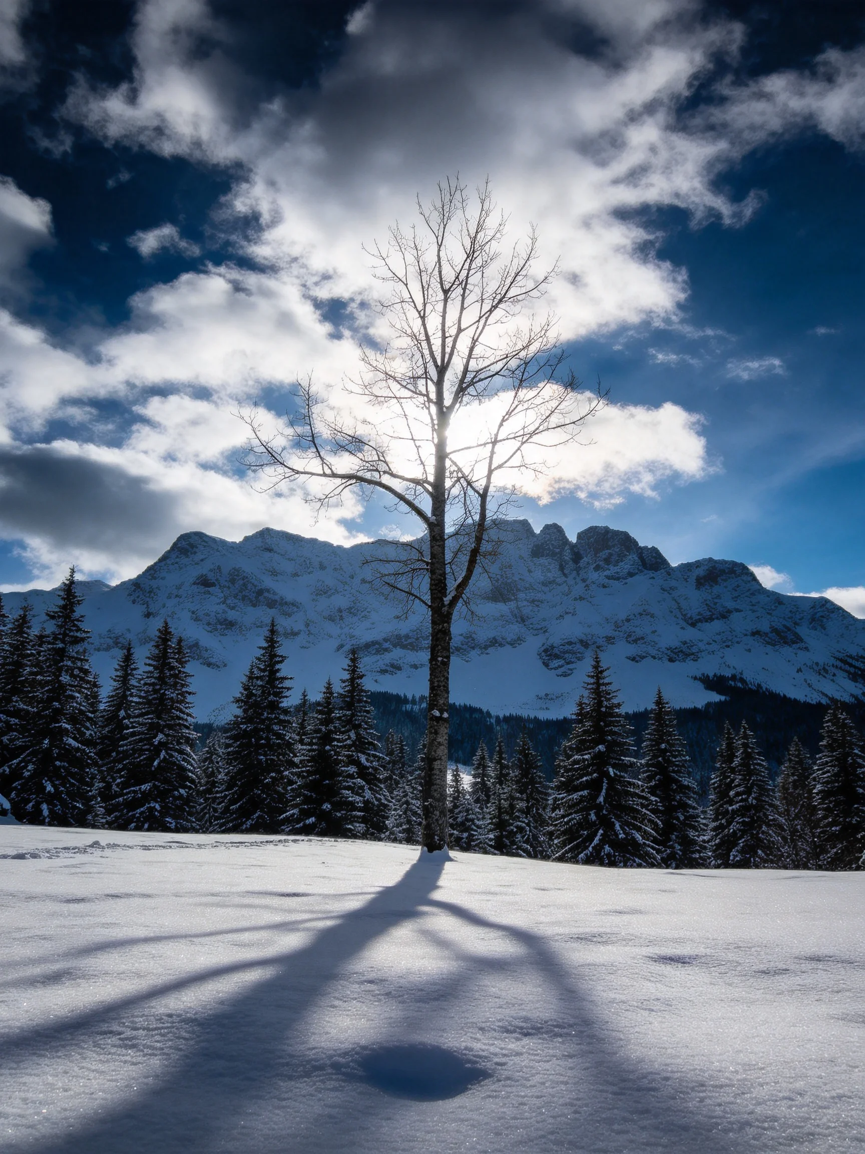 A lone bare tree amid snow-covered pines and snow-capped mountains