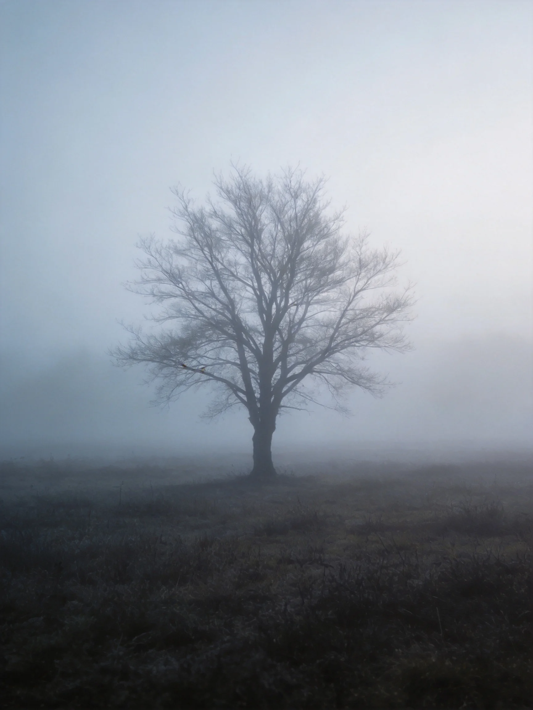 A lone bare tree stands in a misty open field