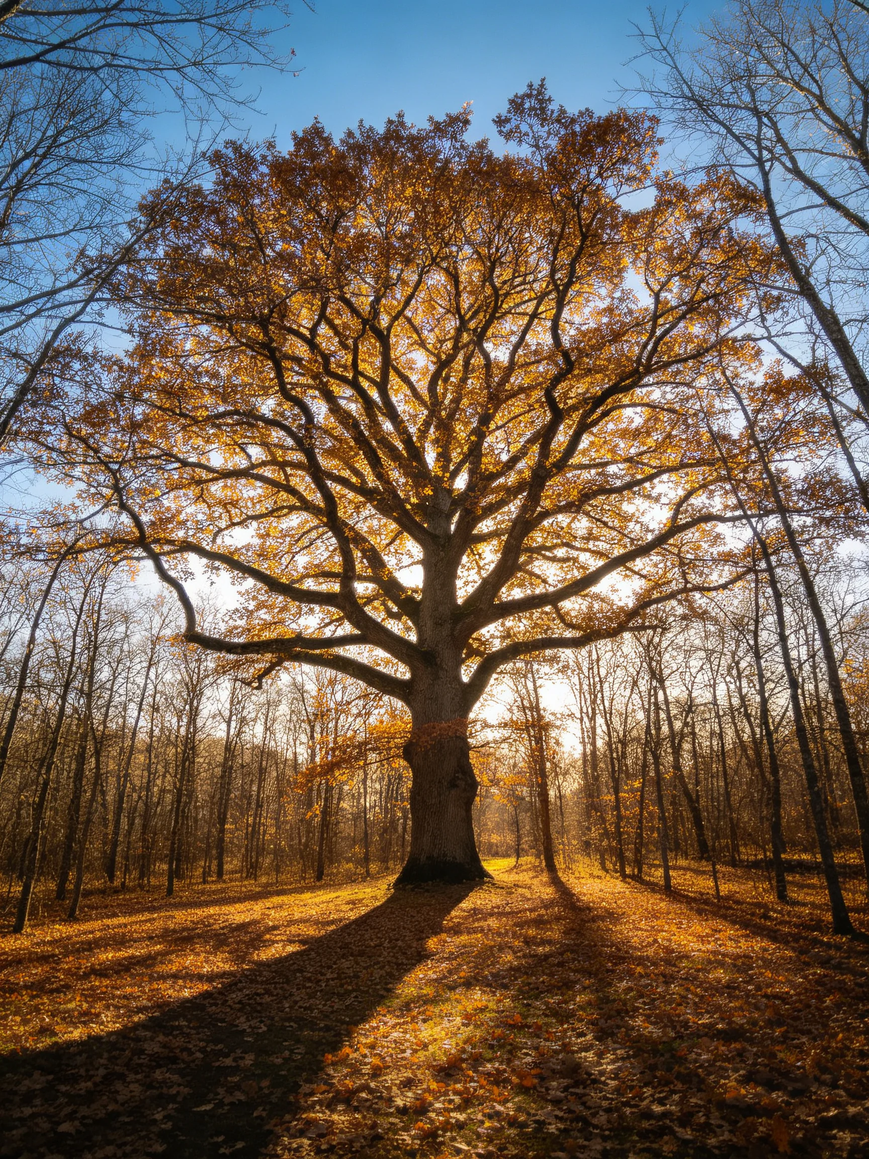 A majestic oak tree stands amid golden autumn foliage in a sunlit forest