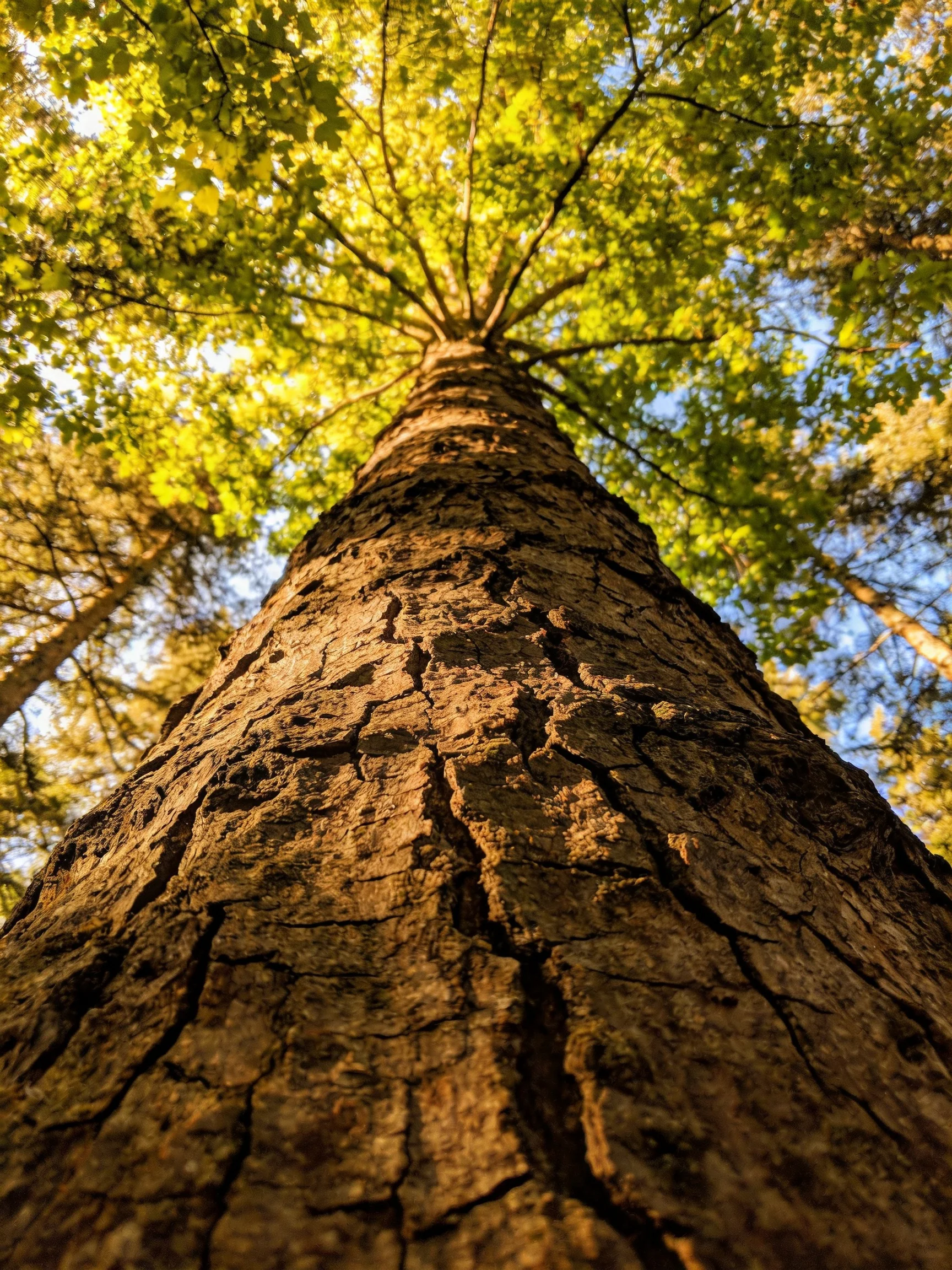 A massive tree with rugged bark and vibrant green foliage
