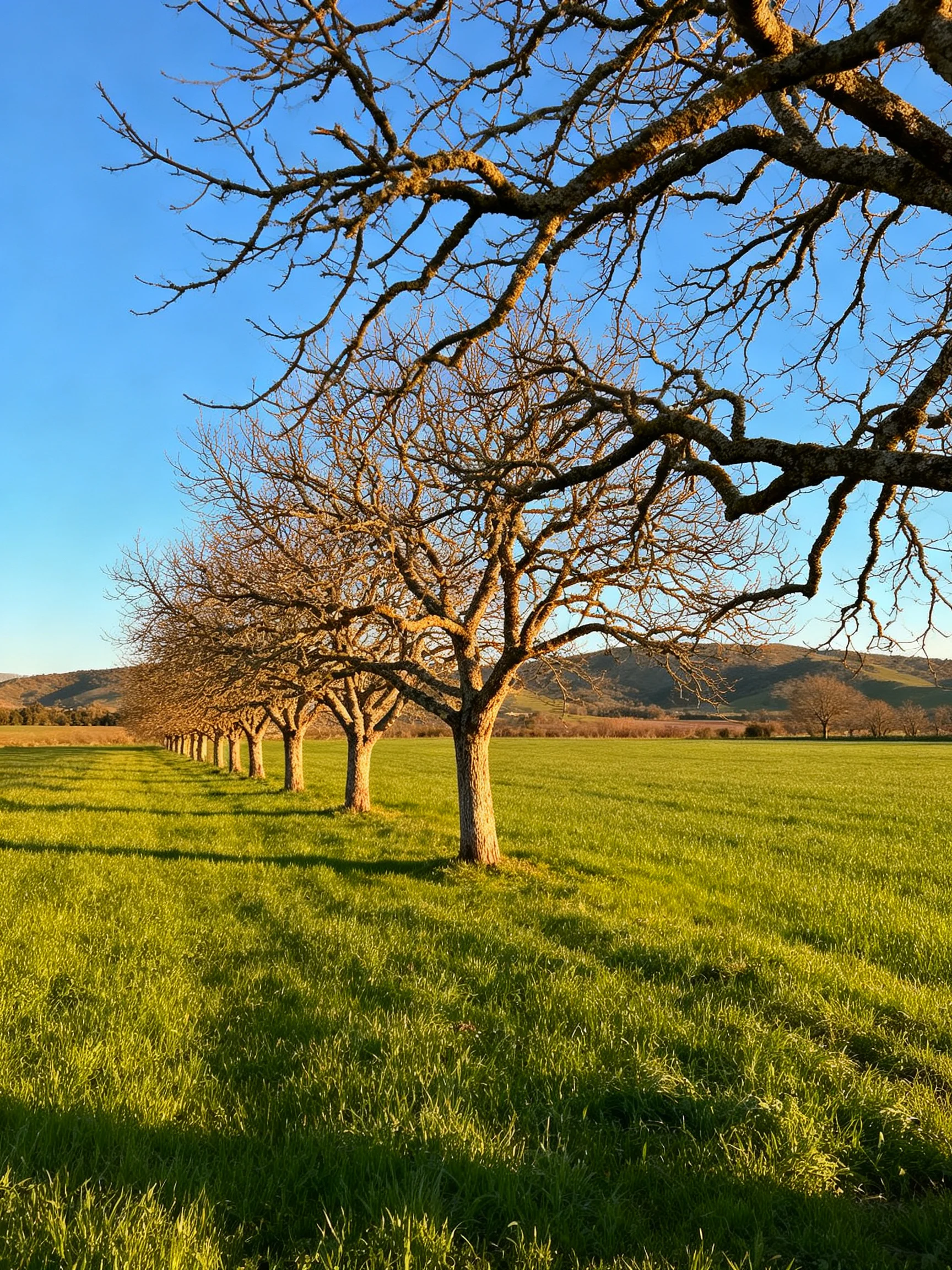 A row of bare trees lines a lush green field with distant hills