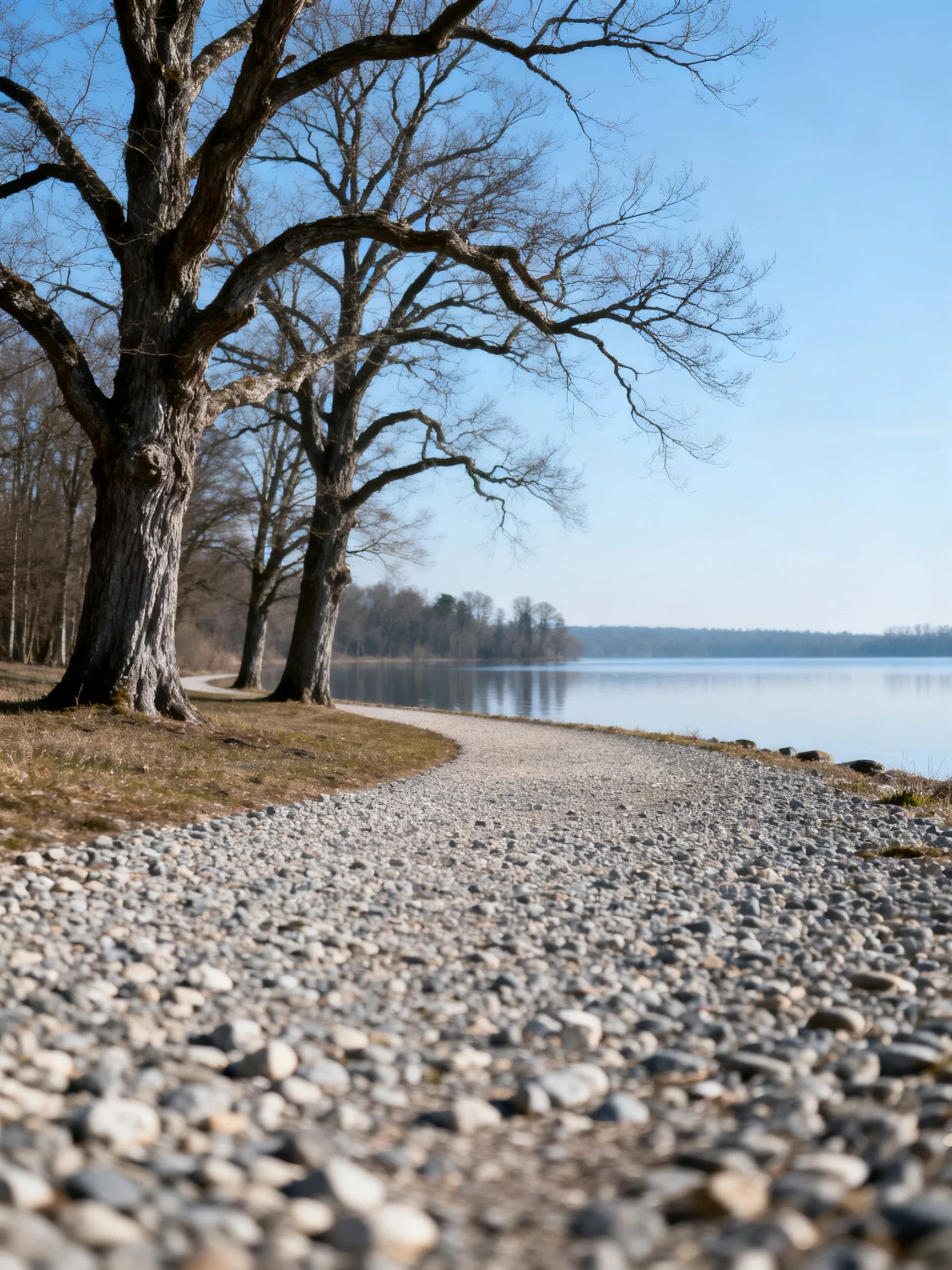 A serene lakeside path lined with bare trees and smooth pebbles