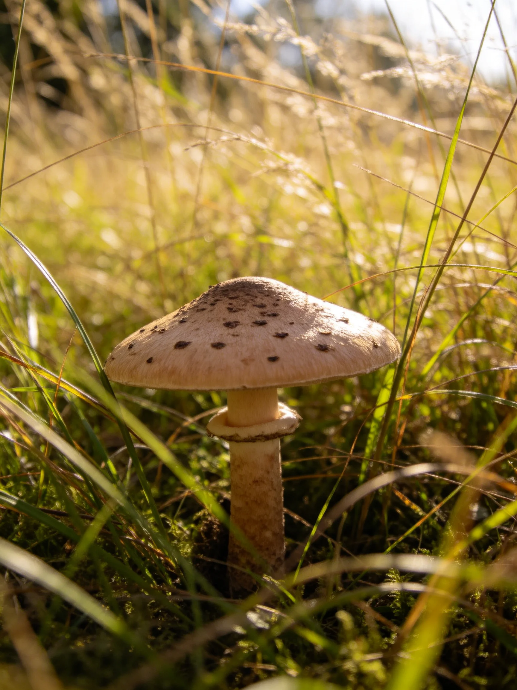 A single mushroom with spotted cap in sunlit grassy field