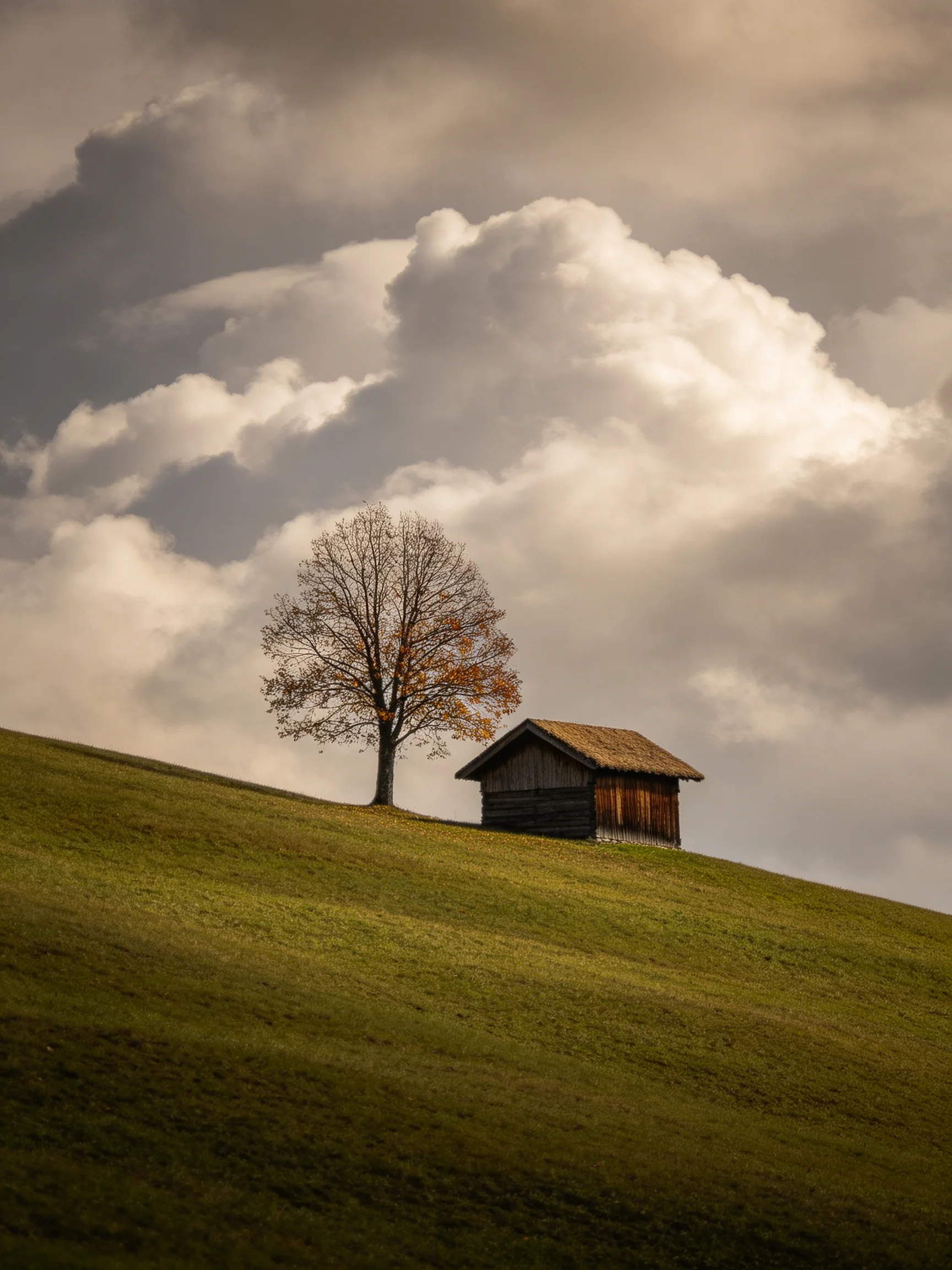 A single tree next to a wooden shed on a grassy hill under stormy clouds