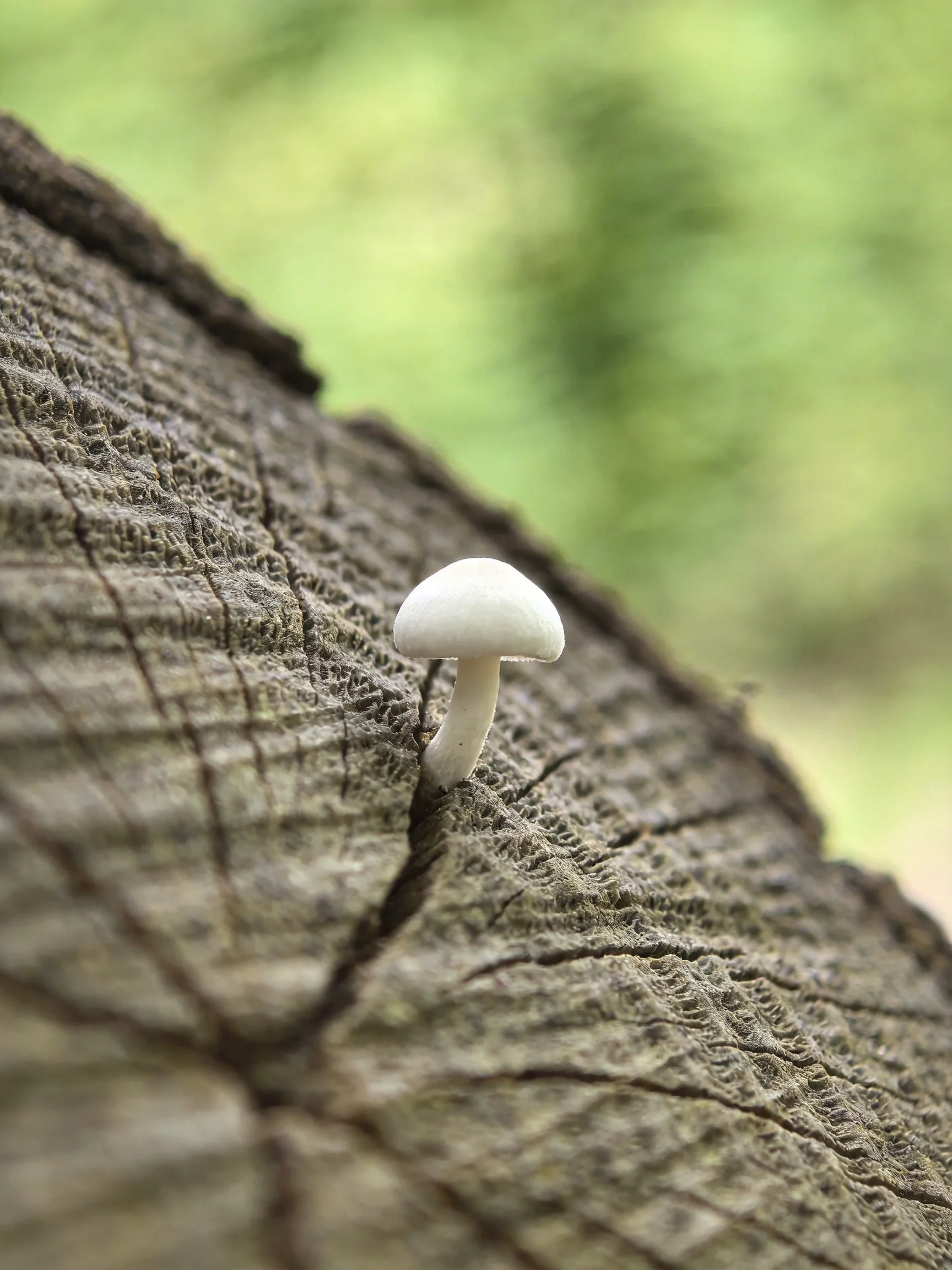 A single white mushroom emerges from a textured tree stump