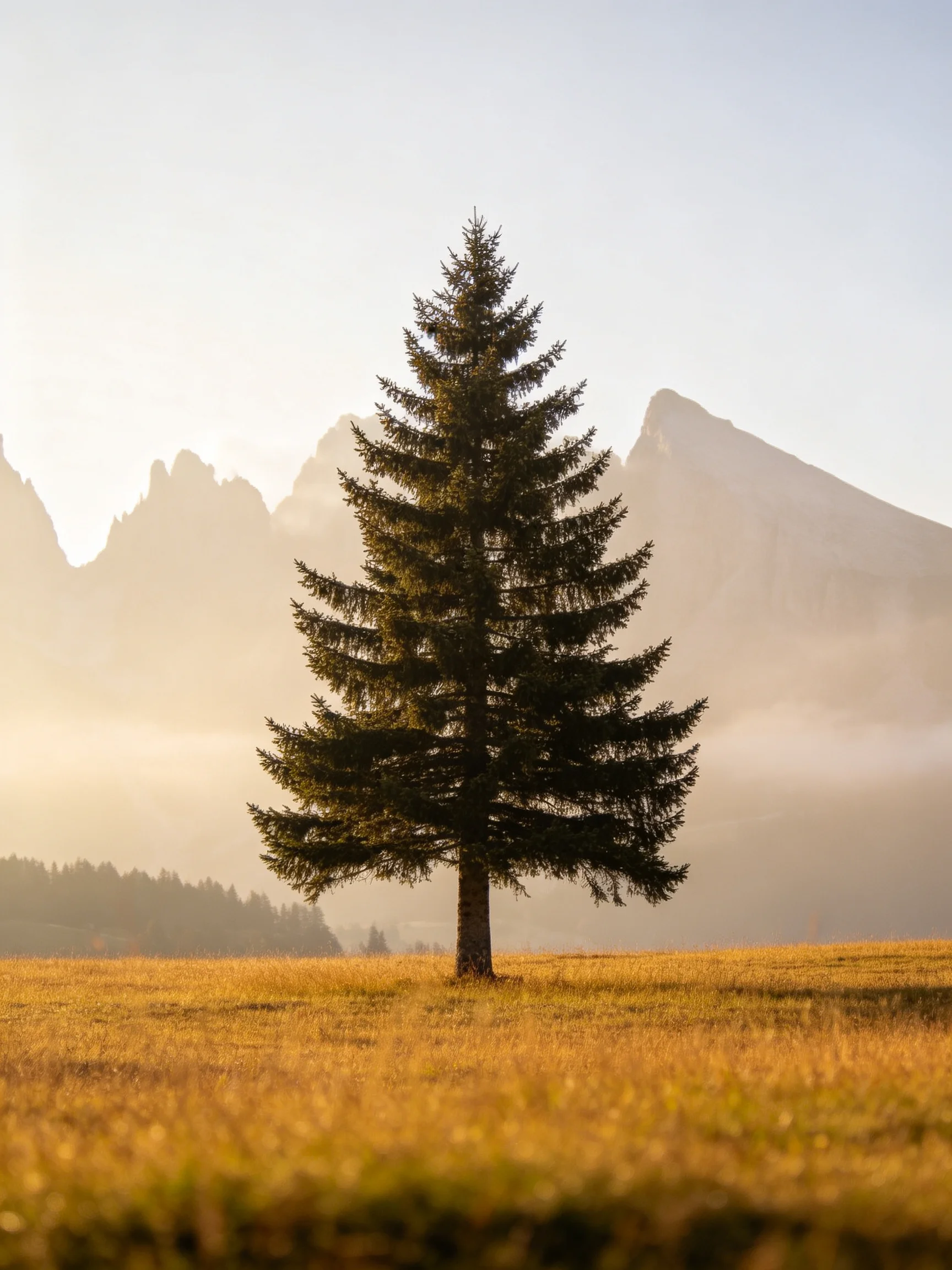 A solitary evergreen stands amid golden fields and mist - shrouded mountains