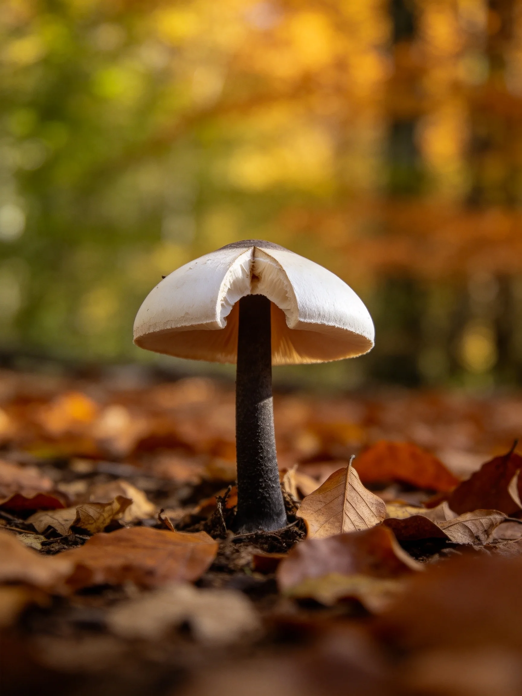 A solitary mushroom with a white cap stands among autumn leaves in a sunlit forest