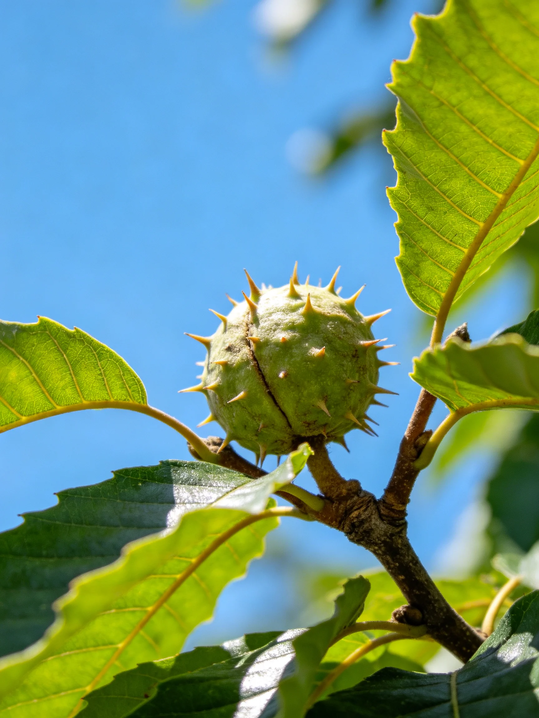 A spiky green fruit hangs from a branch amid vibrant green leaves under bright blue sky