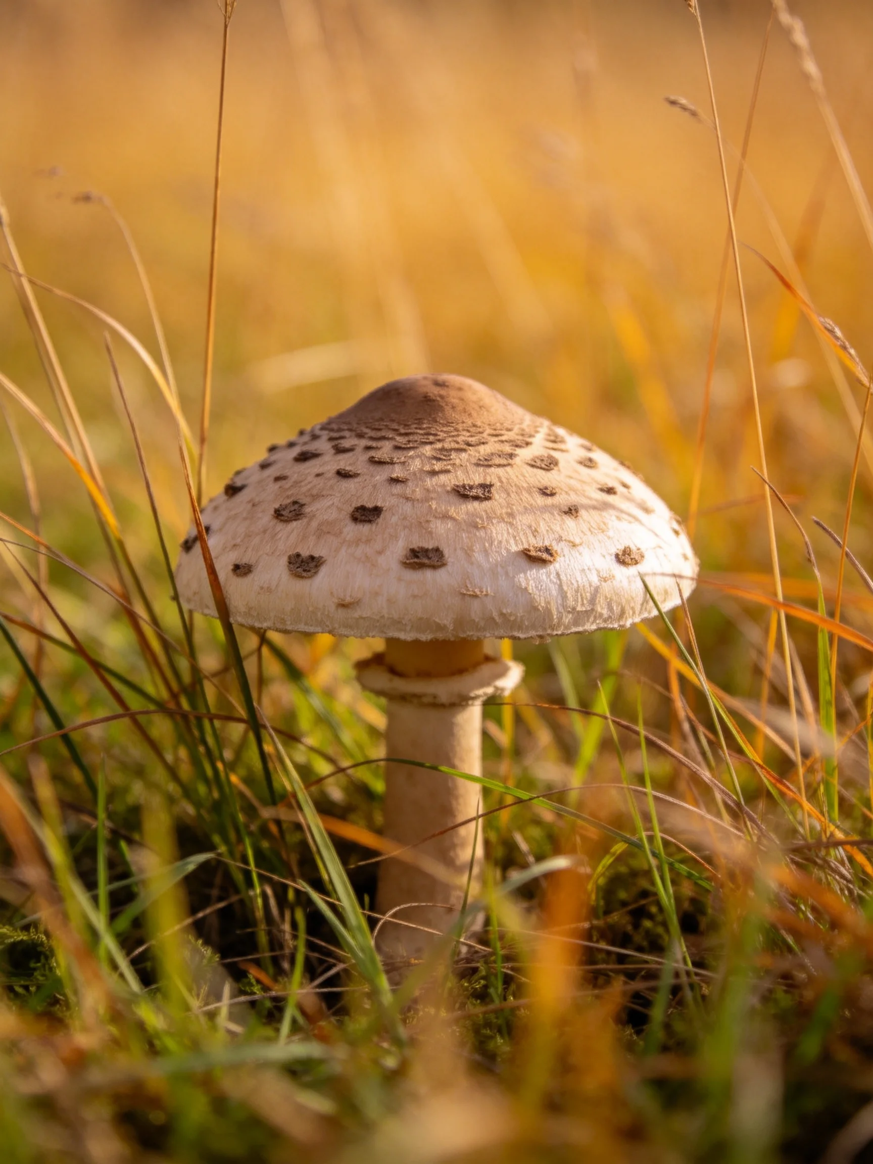A spotted mushroom stands amidst golden and green grasses in warm sunlight.