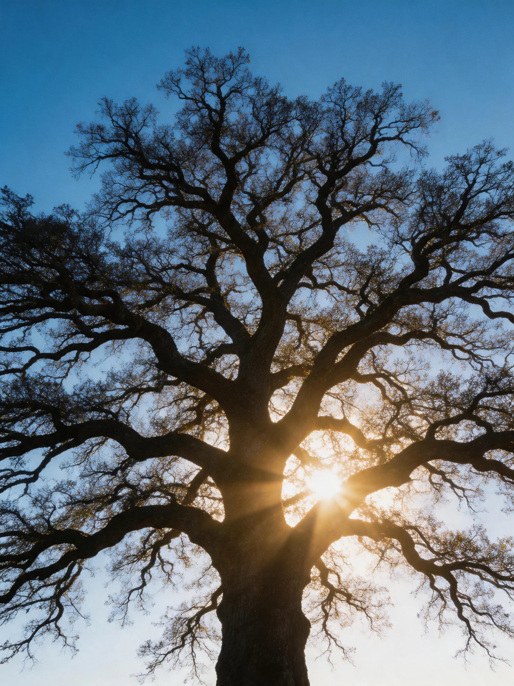 A sprawling oak tree silhouetted against a clear blue sky with sunlight filtering through branches.