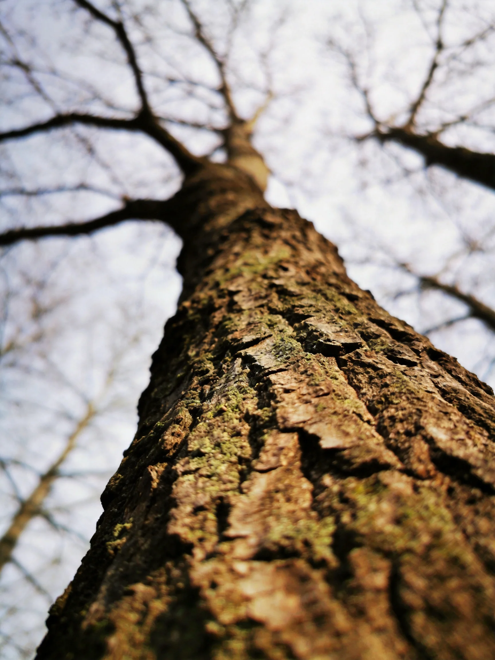 A towering tree trunk with textured bark and bare branches