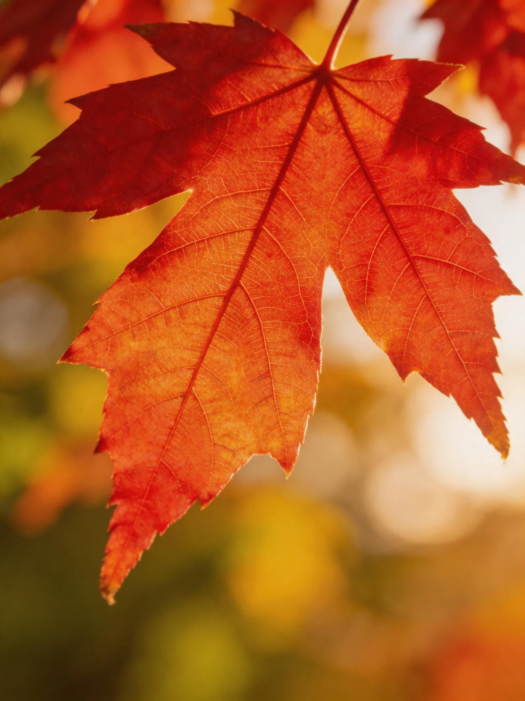 A vivid red maple leaf with detailed veins against a soft autumn backdrop