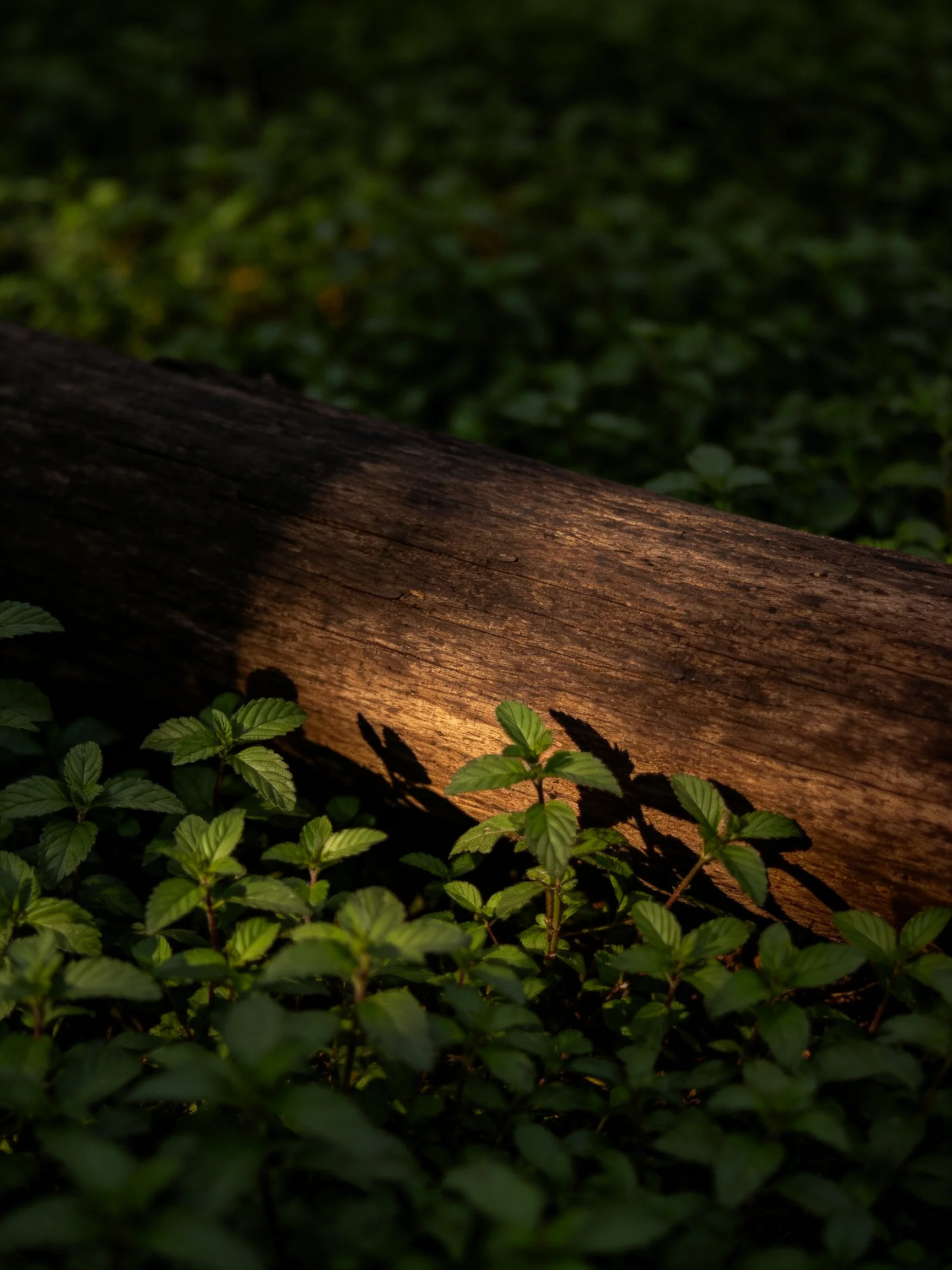 A weathered brown log surrounded by lush greenery under golden sunlight
