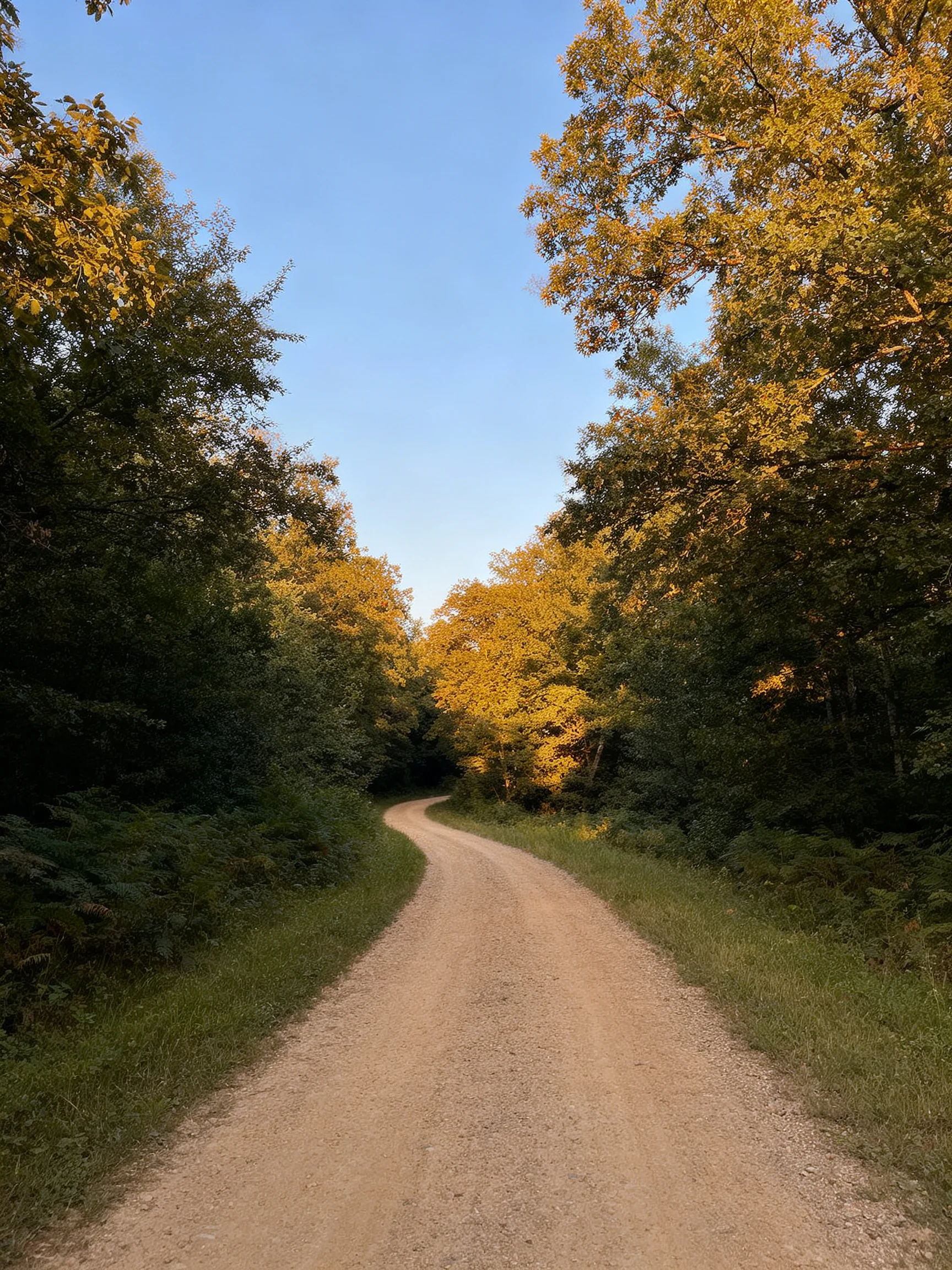 A winding gravel path through dense forested landscape