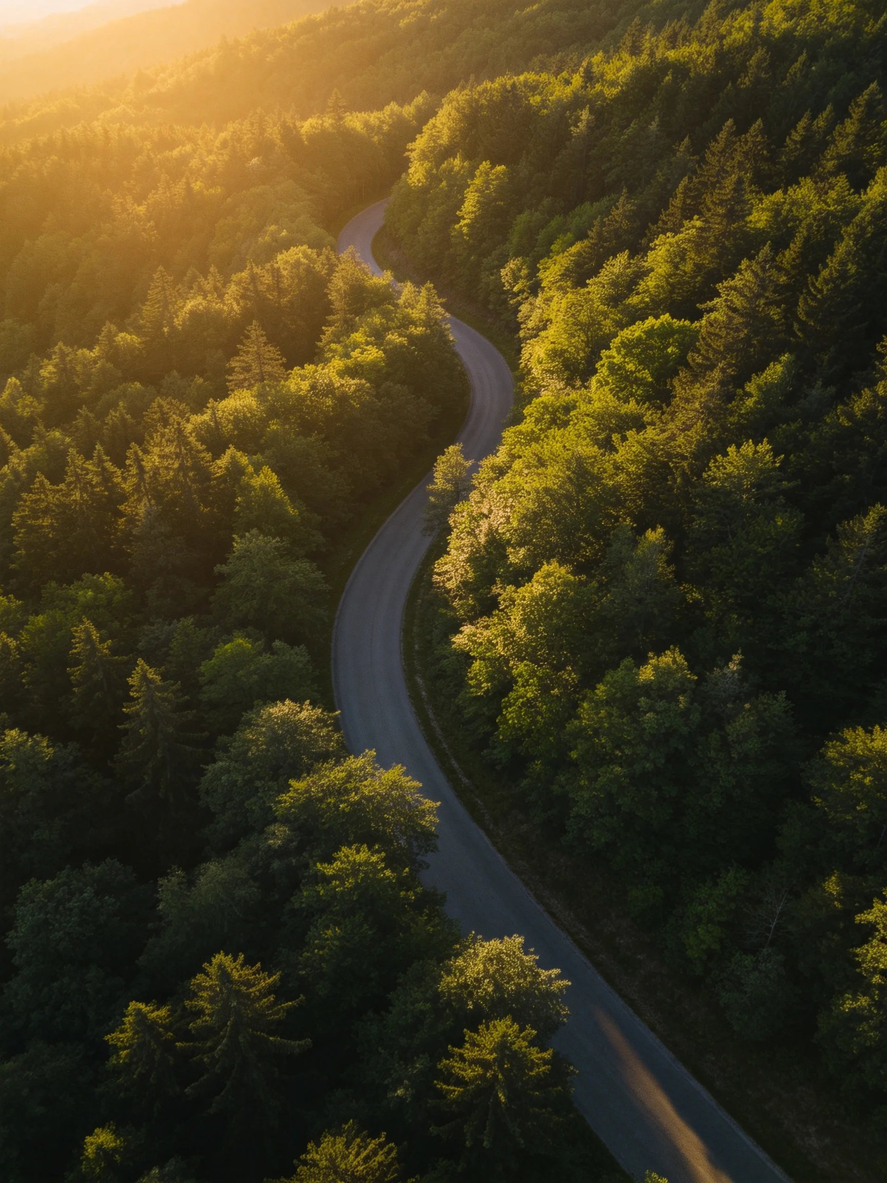A winding road winds through dense forests under golden light