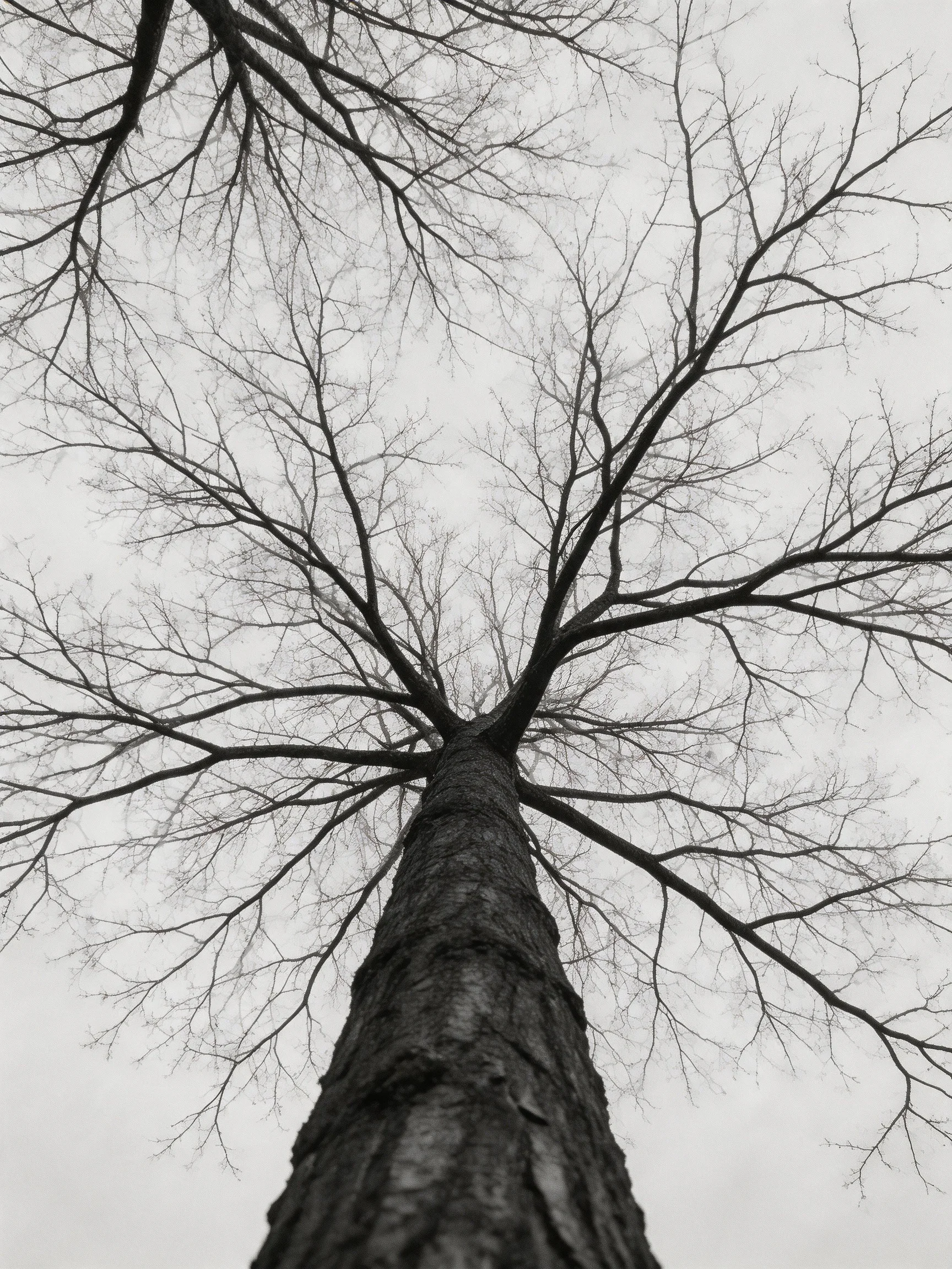 Bare Branches of a Tall Tree Under a Gray Sky