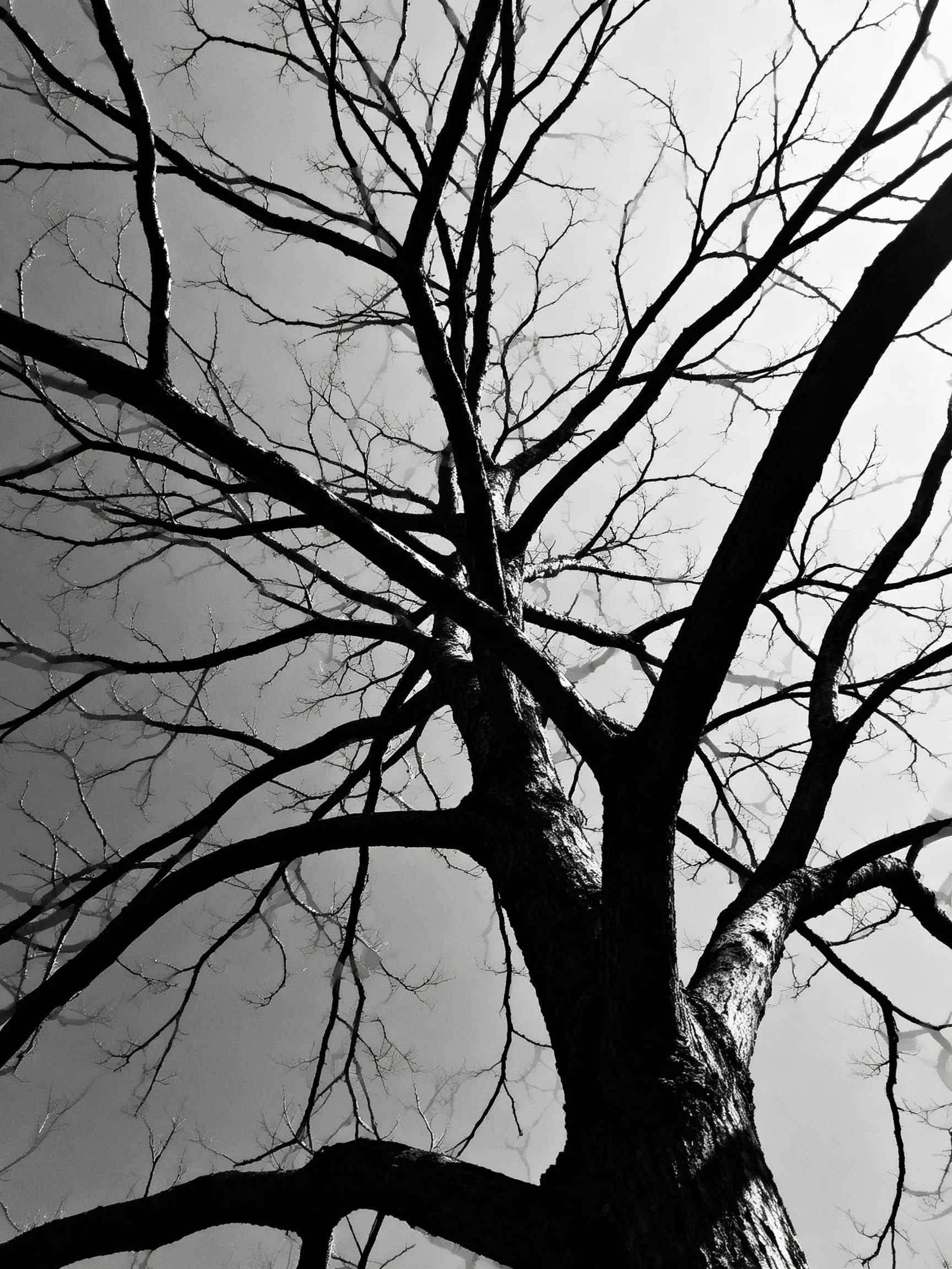 Bare Branches of an Ancient Tree Against a Misty Gray Sky