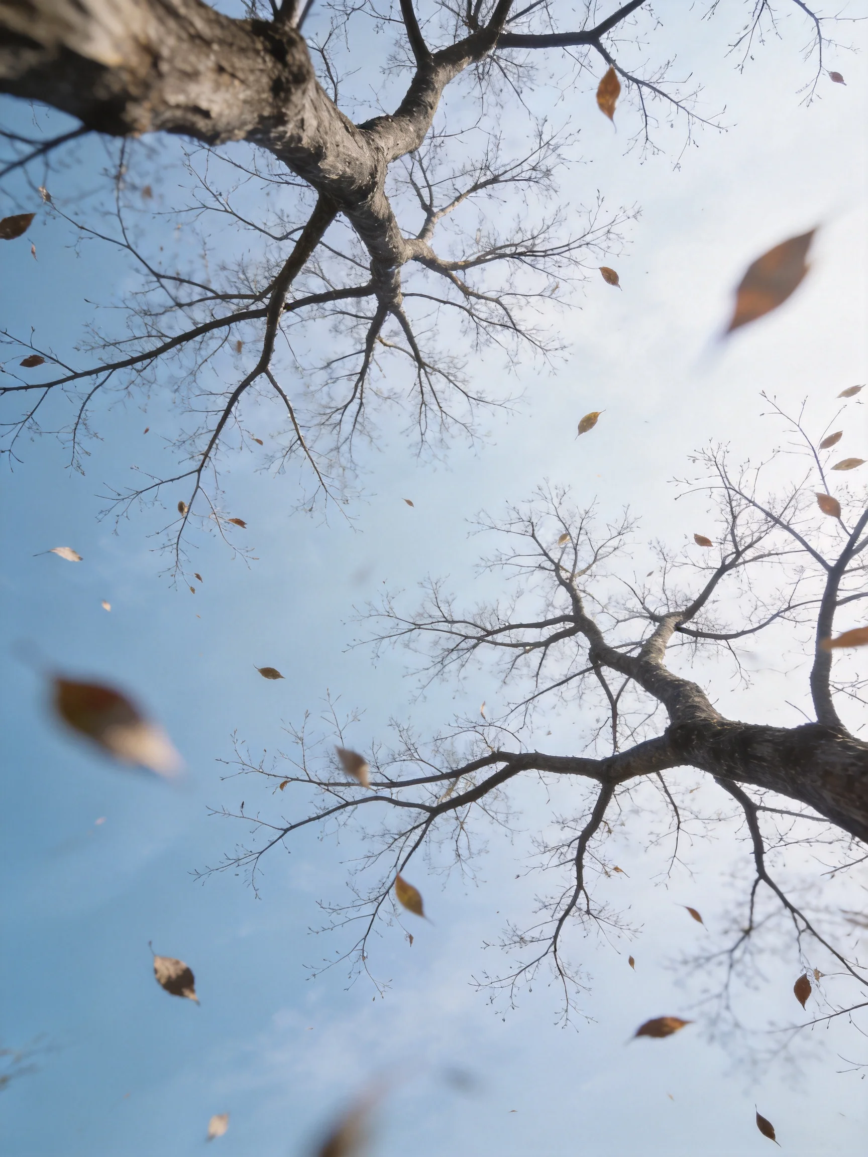 Bare-branched Trees with Golden Leaves Falling Under Bright Blue Sky