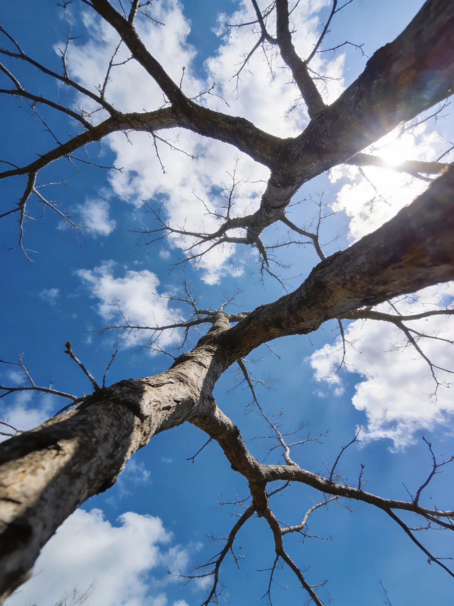 Bare-branched tree reaching toward bright blue sky with scattered clouds