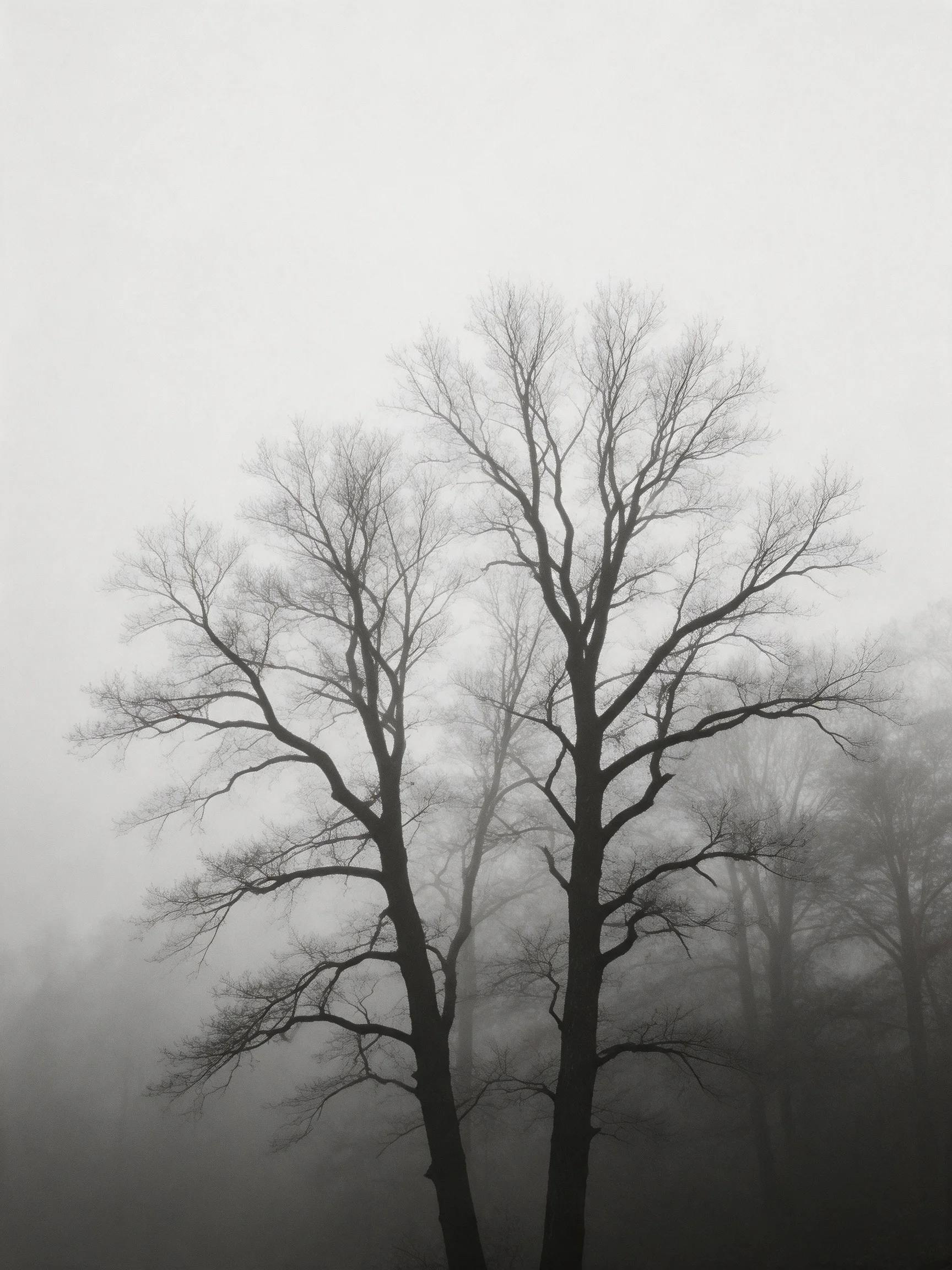 Bare-branched trees stand tall amid thick gray atmospheric haze