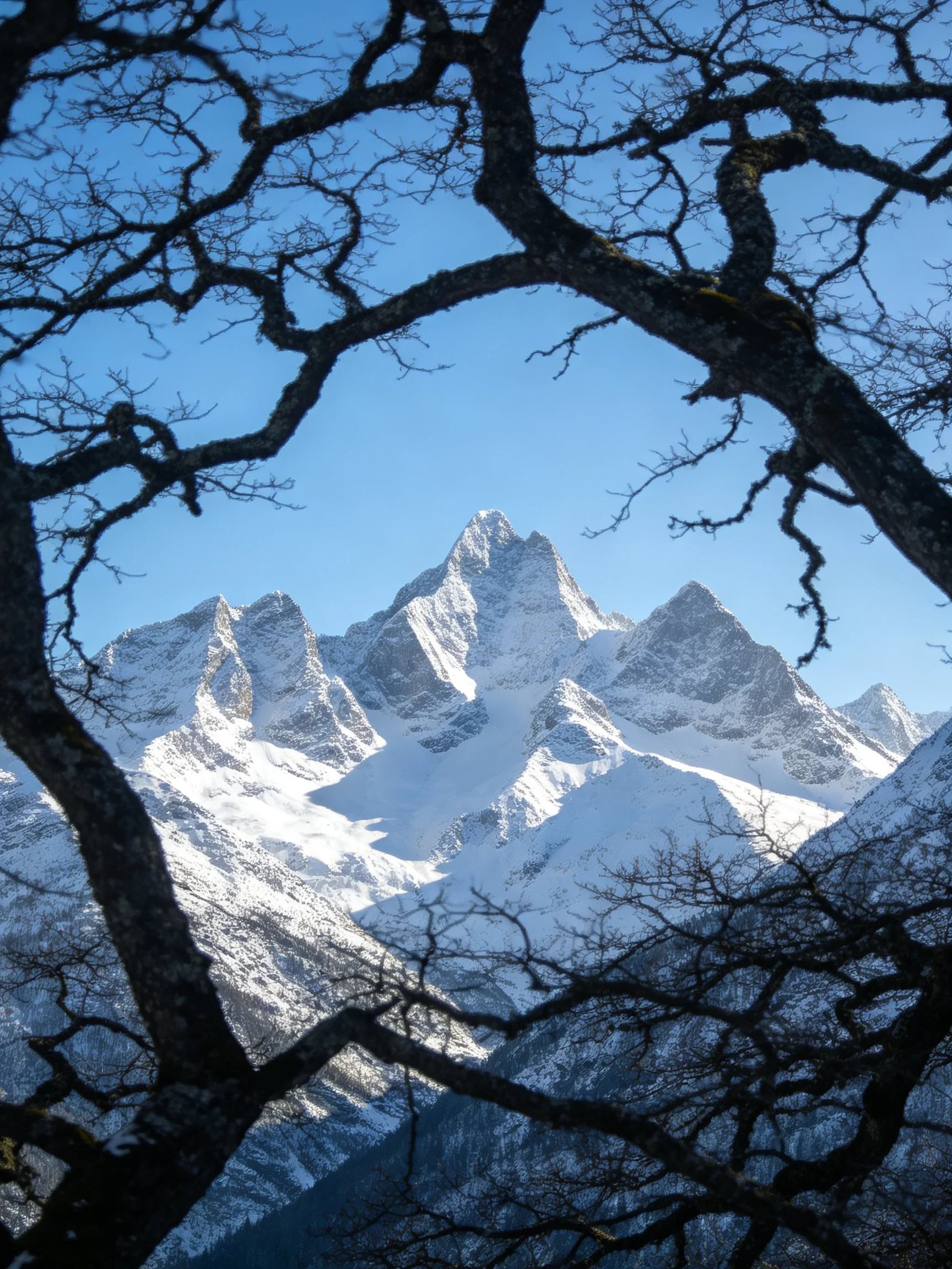 Bare tree branches frame snow-draped mountain peaks under clear blue sky