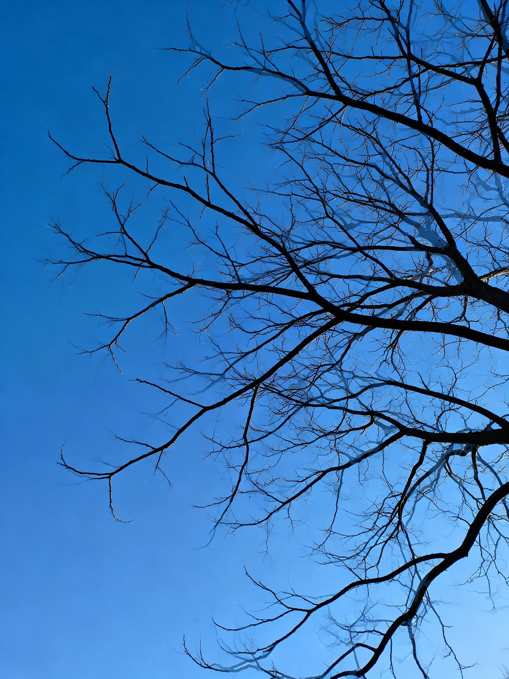 Bare tree branches silhouetted against a clear blue sky