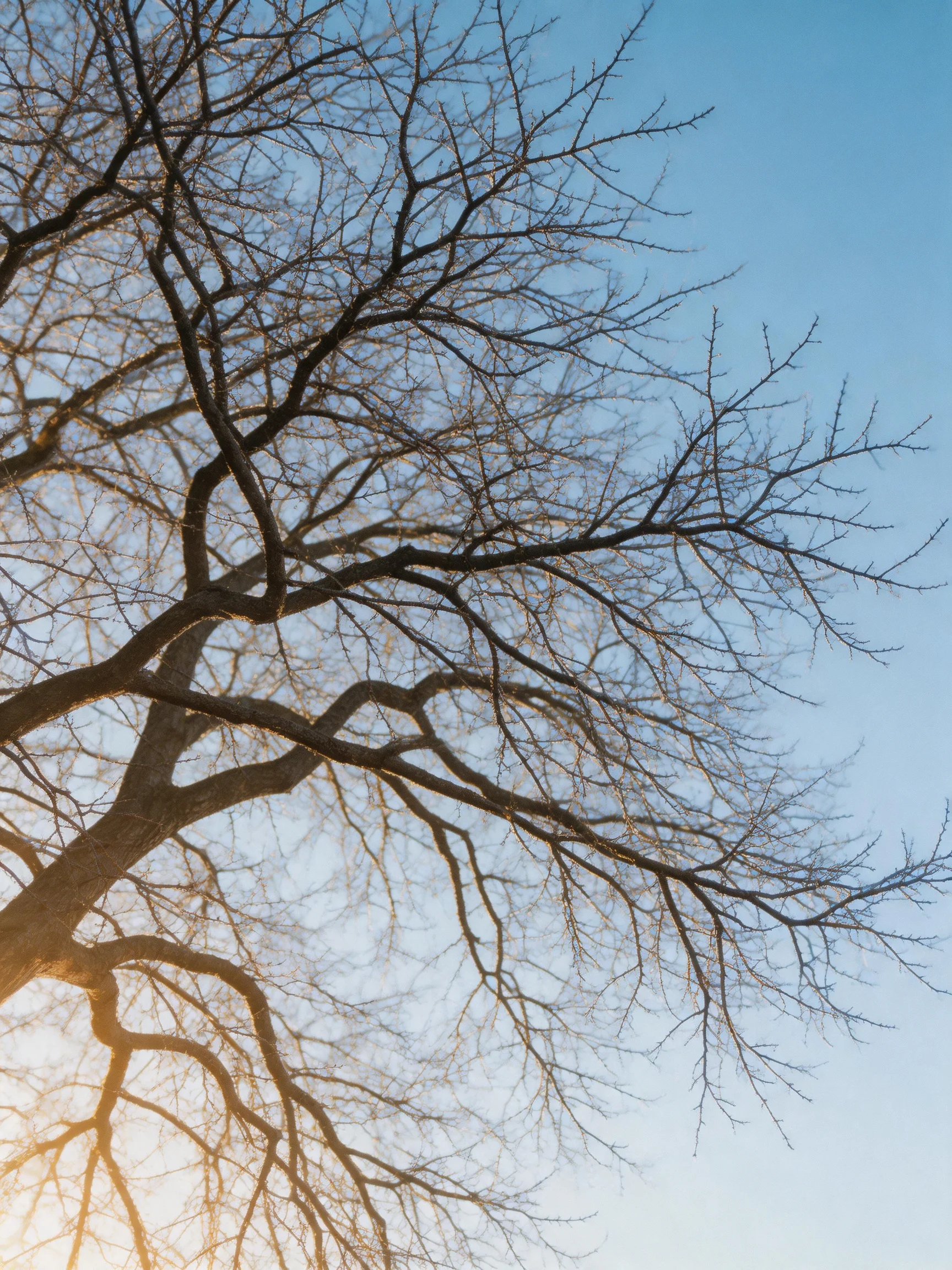 Bare tree branches silhouetted against clear blue sky with sunlight