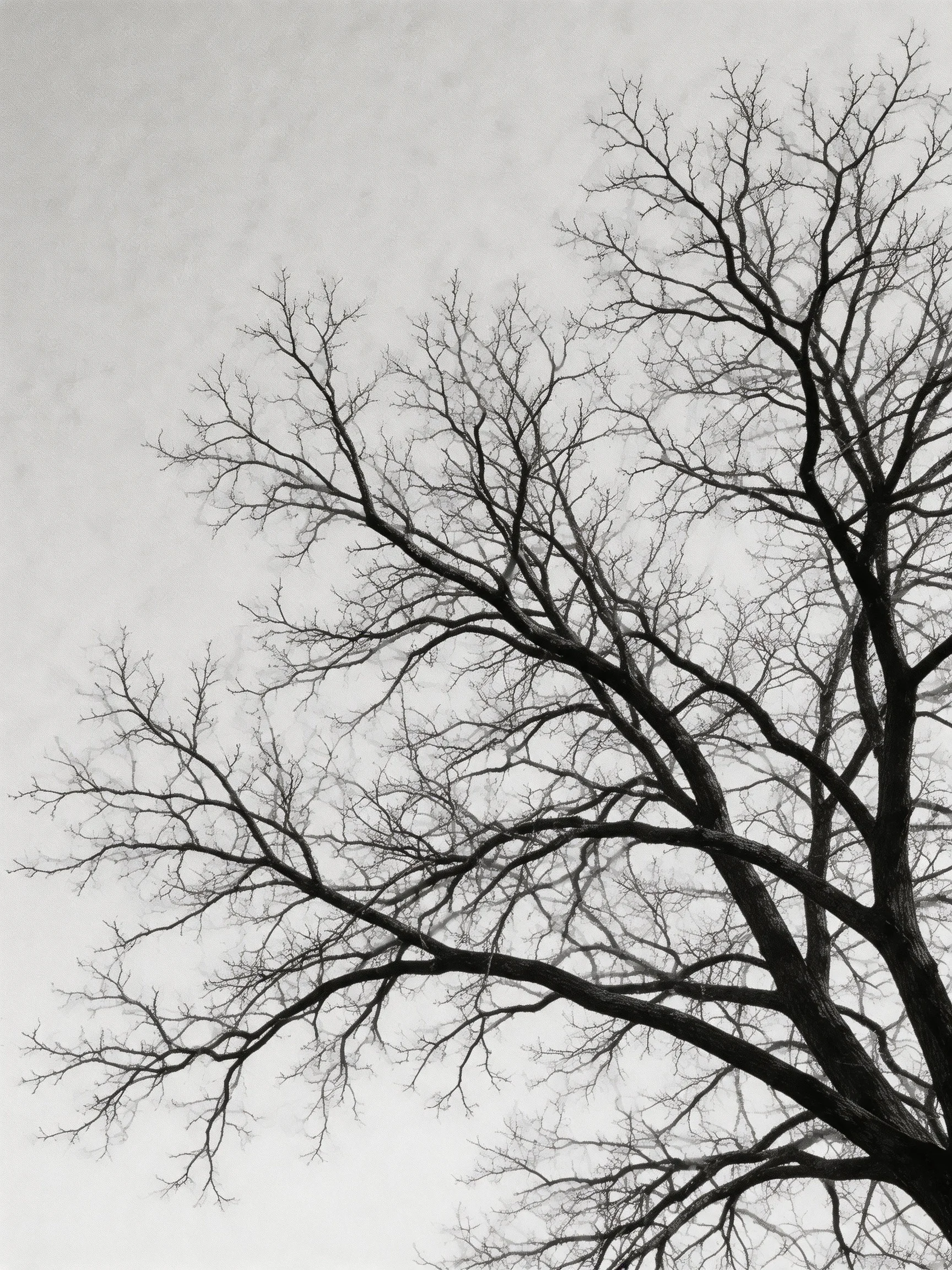 Bare tree branches spread wide against a gray overcast sky in monochrome