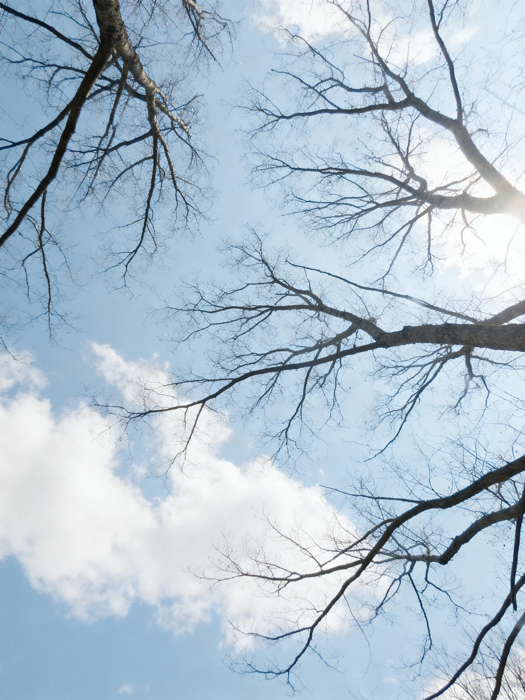 Bare tree branches stretch toward clear blue sky with scattered white clouds