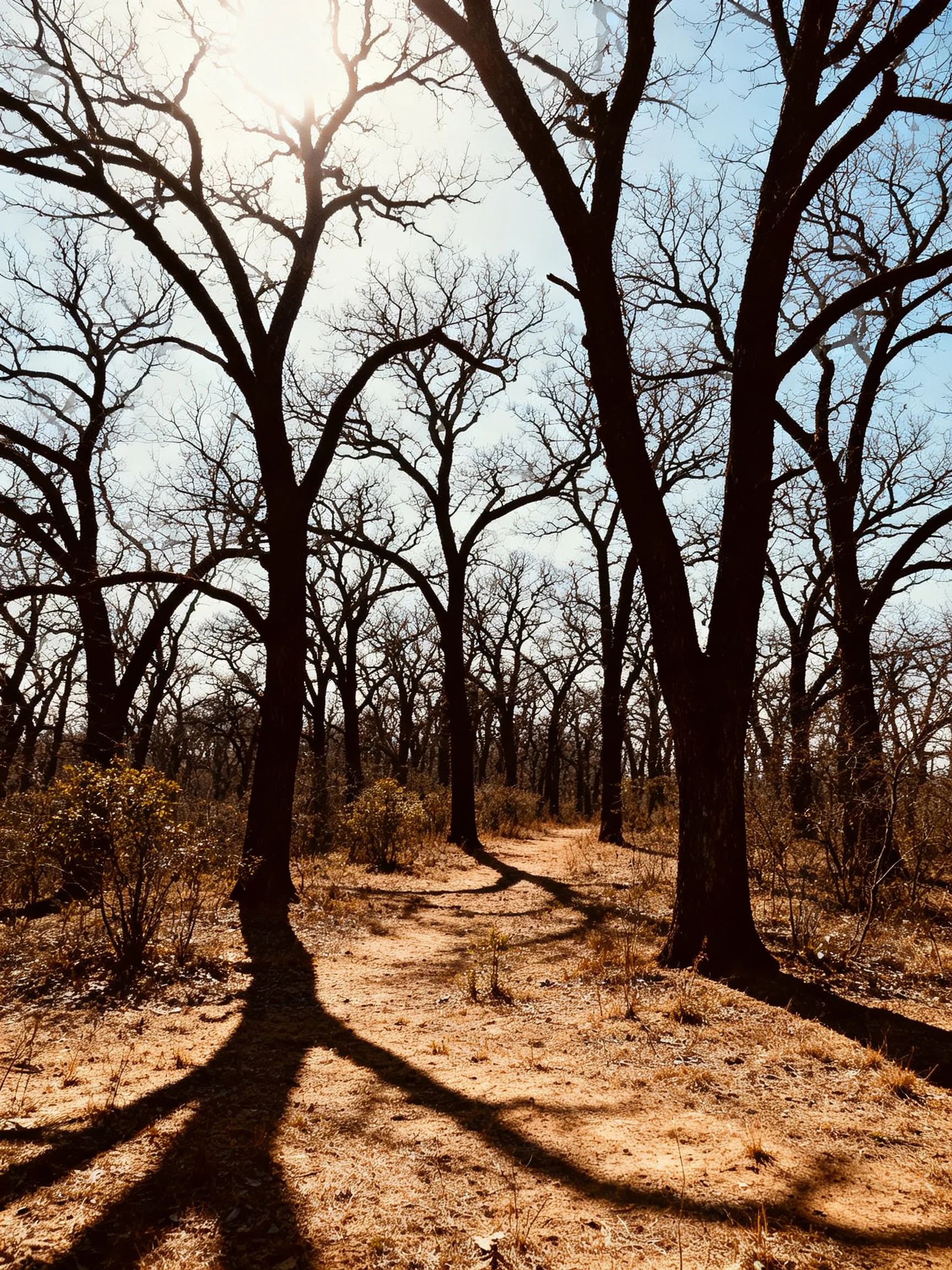 Bare trees border a sunlit dirt path in dry woodland